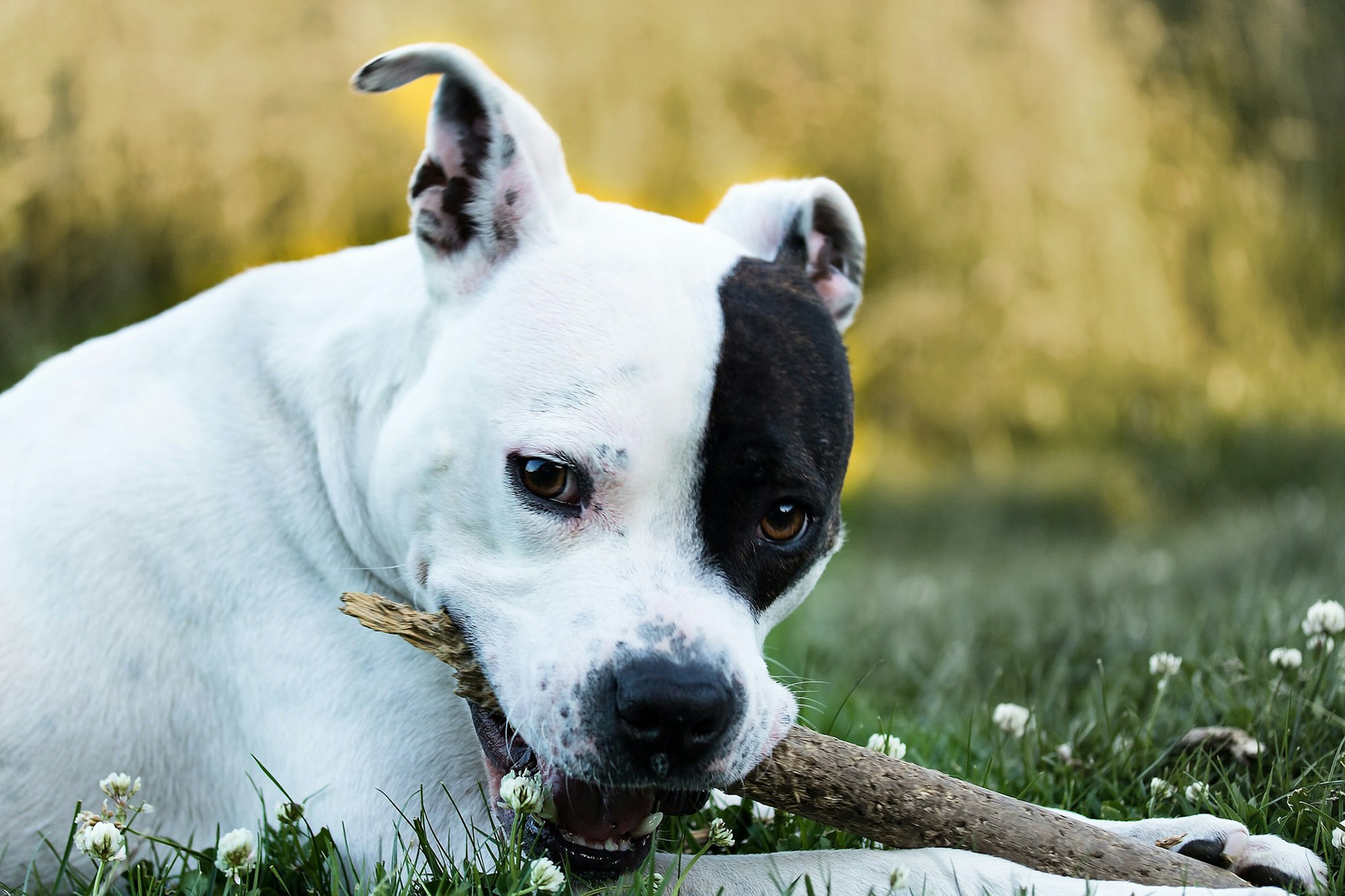 American Staffordshire Terrier