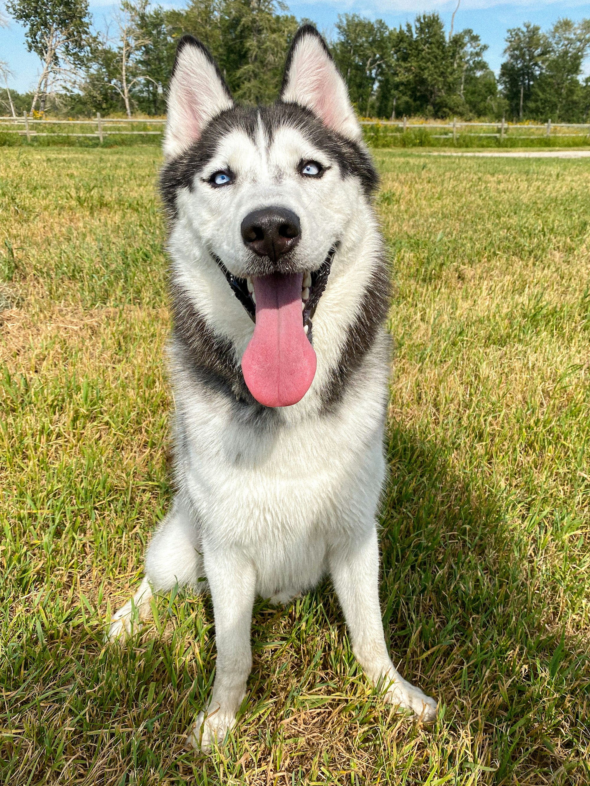 Are Huskies Smart