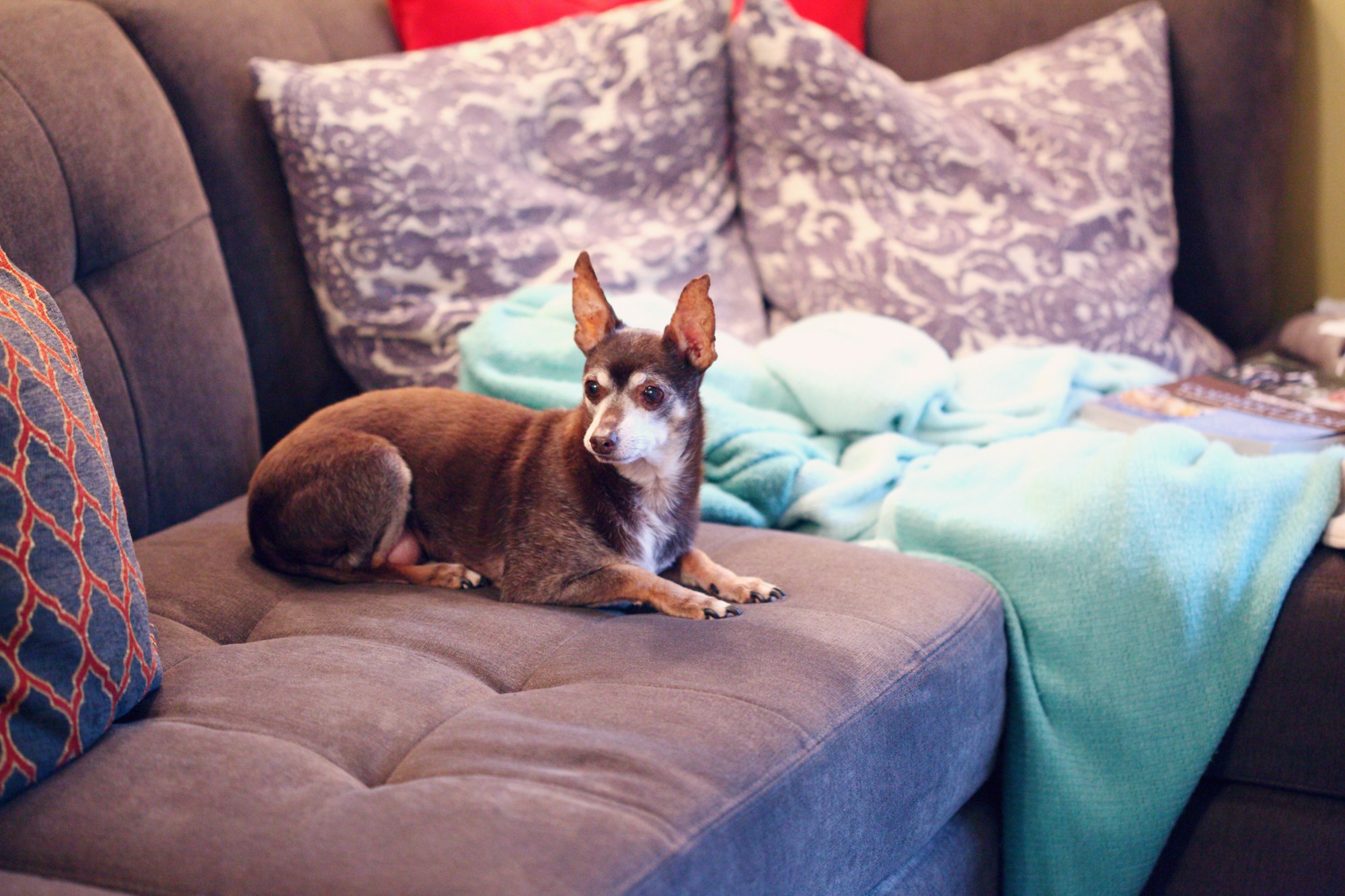 chihuahua yorkie mix