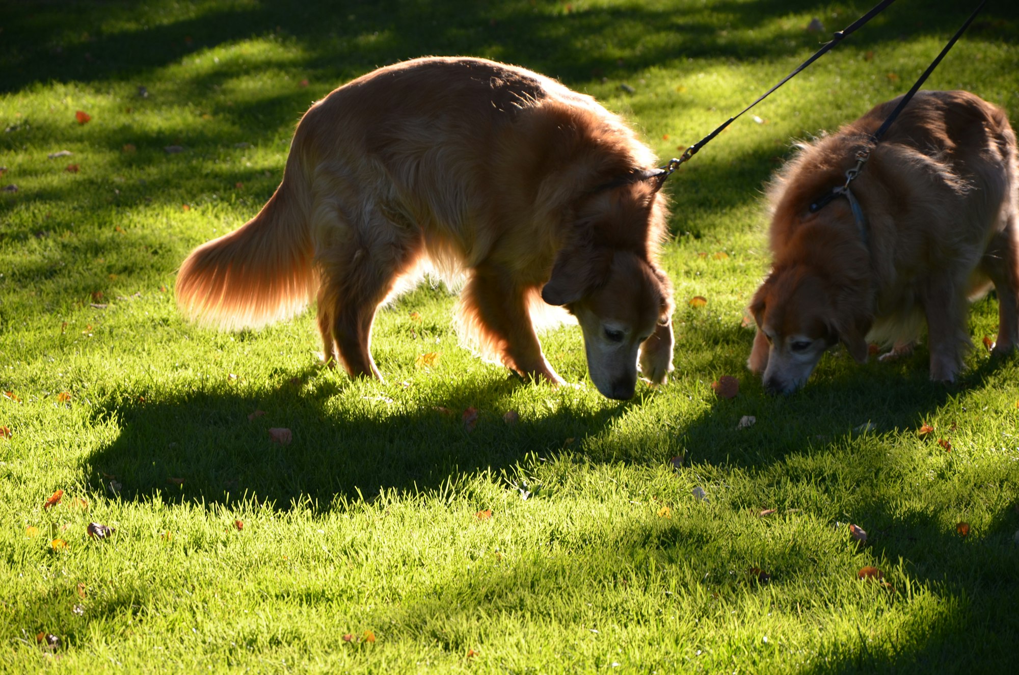 Learn How To Barn Hunt With Your Dog: Rules, Breeds and More