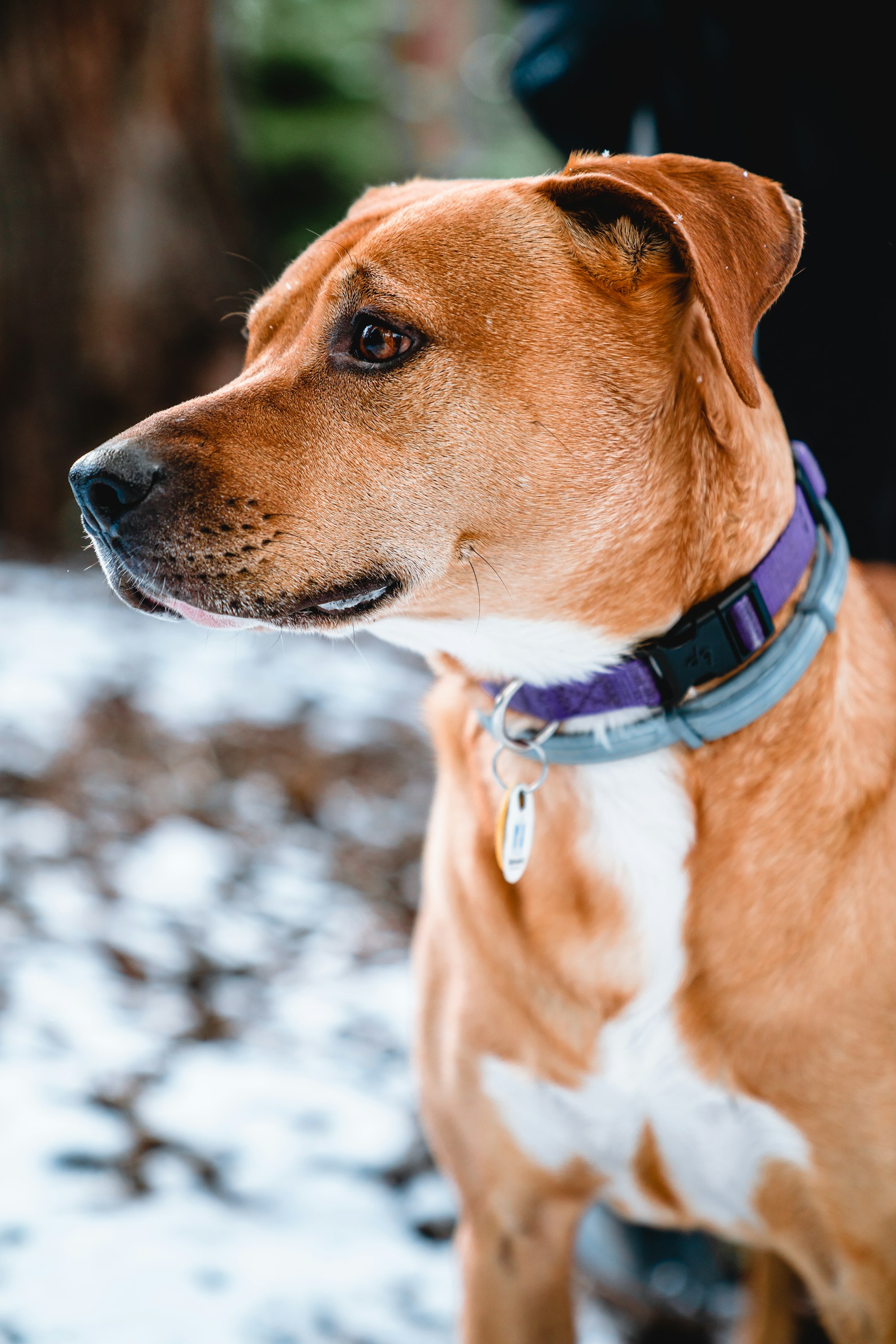 What is a Vizsla Pit Bull Mix? And is It a Good Family Dog?