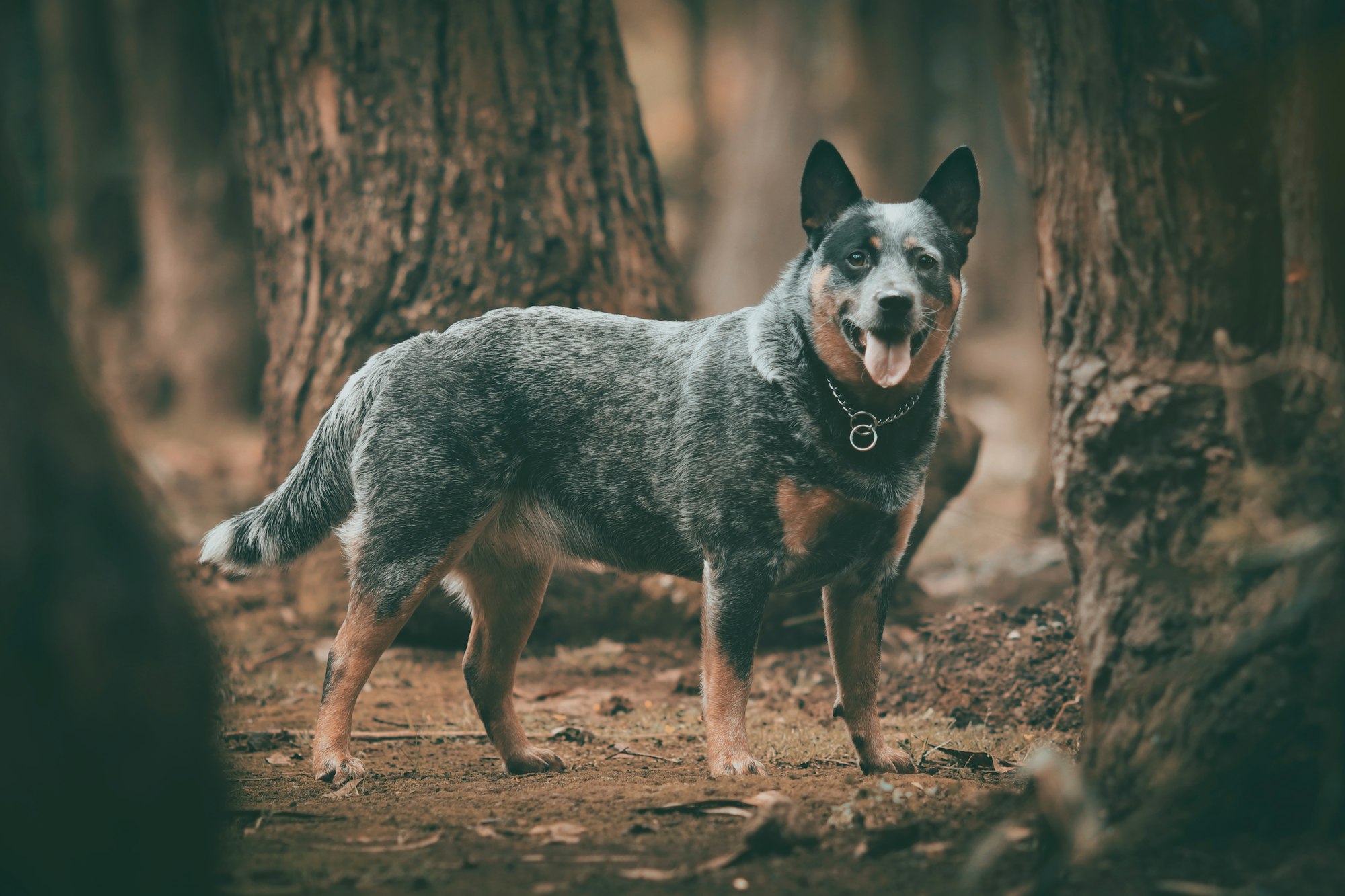 blue heeler