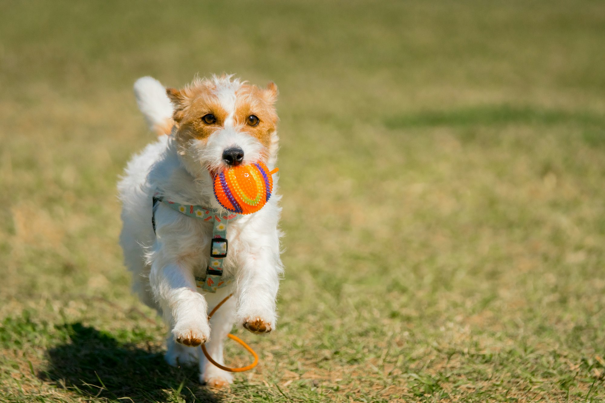 How to Train Jack Russell Terrier?