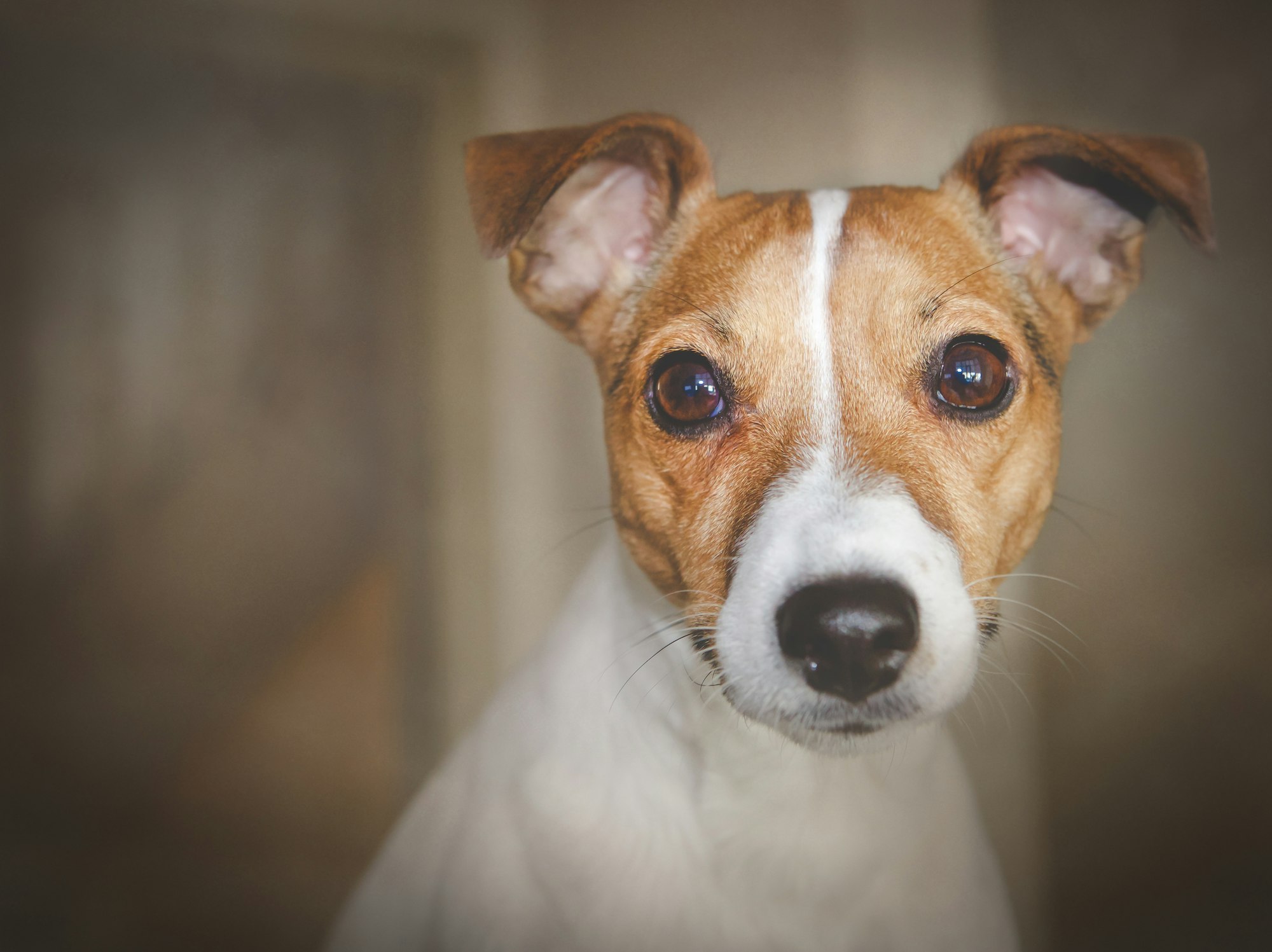 Pros and Cons of Owning a Jack Russell Terrier
