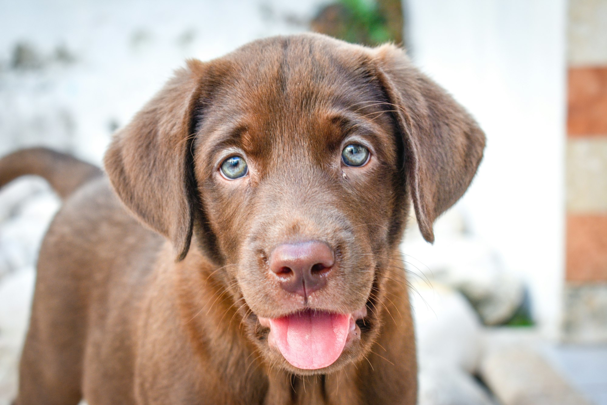 Can Chocolate Labs Have White Markings? Revealing Options