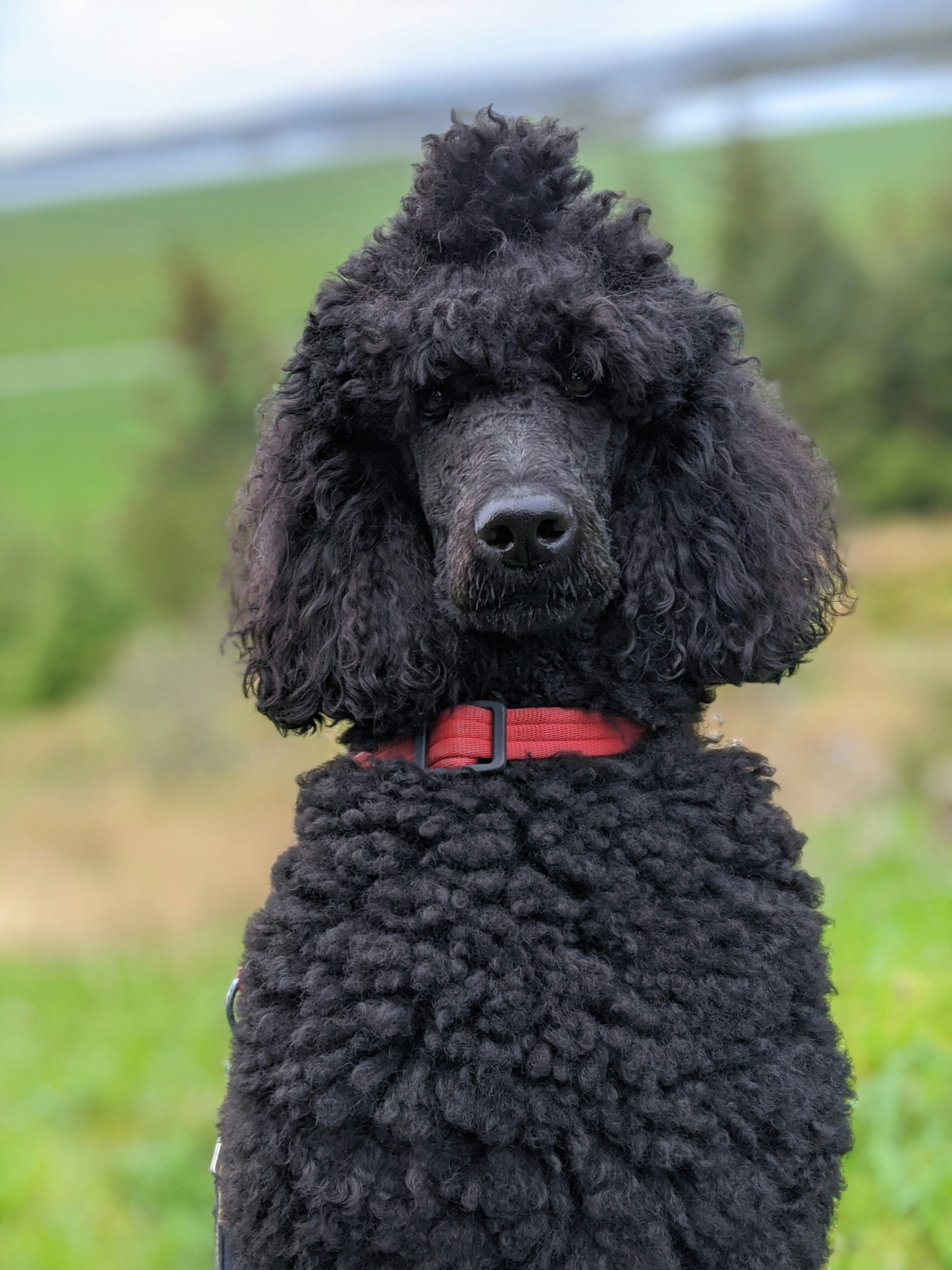 French Poodle