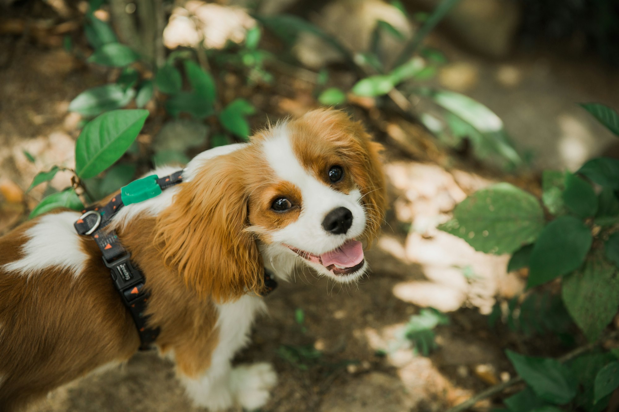 Cavalier King Charles Spaniels