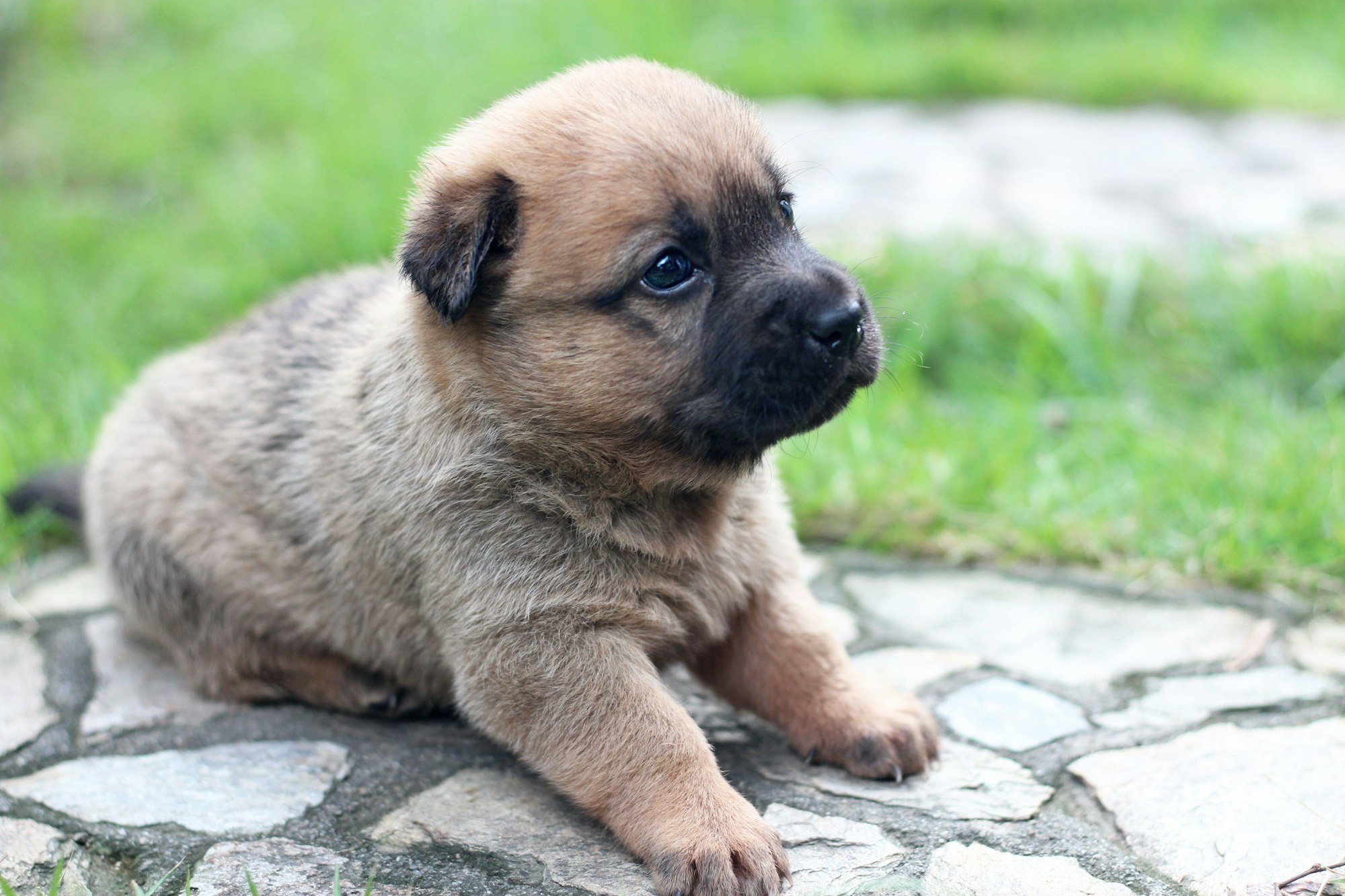 Miniature Boxers