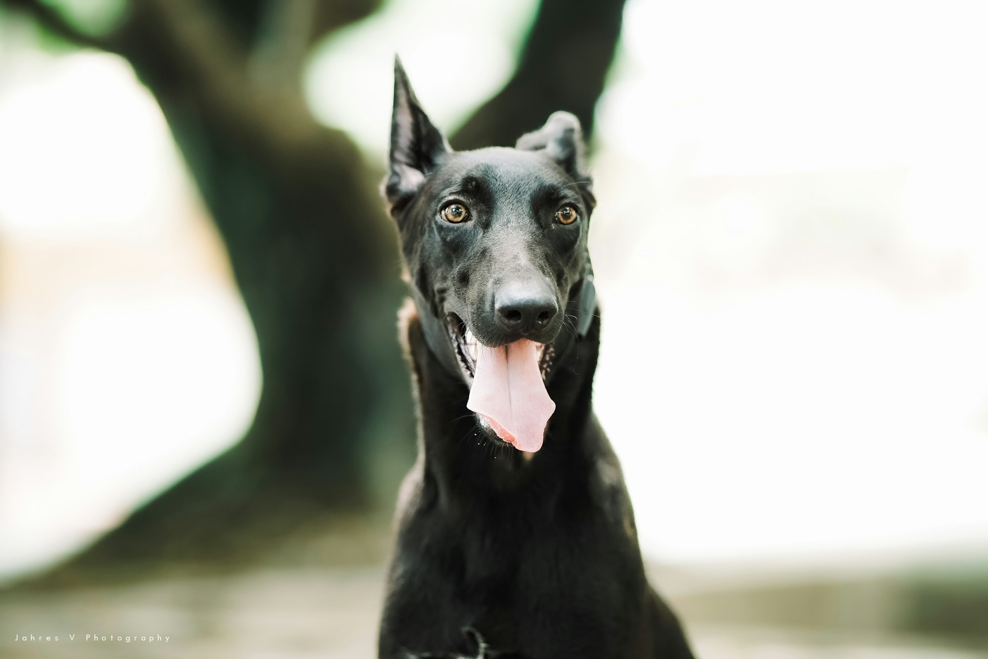 The Black Belgian Malinois: A Guide with Photos