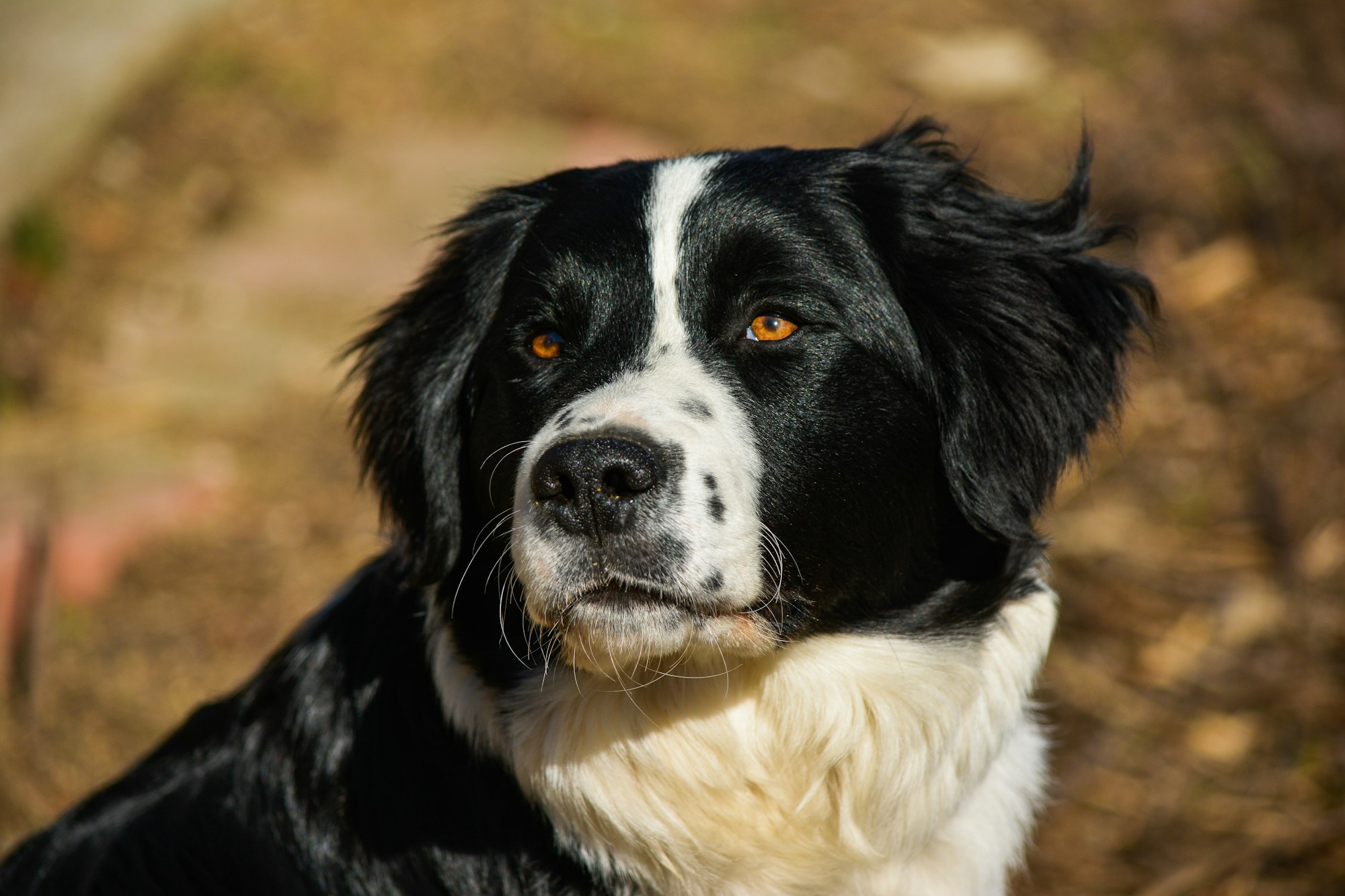 Are Border Collies Protective?