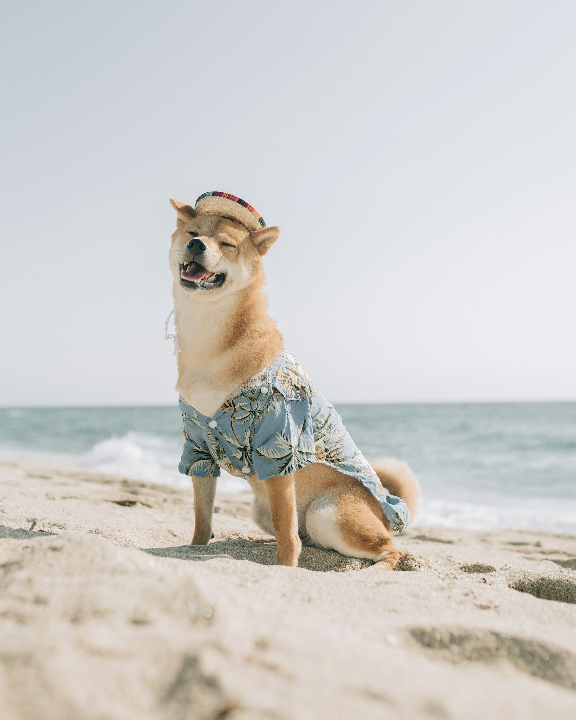 What Is the Shiba Inu Scream? Have You Heard a Shiba Scream?