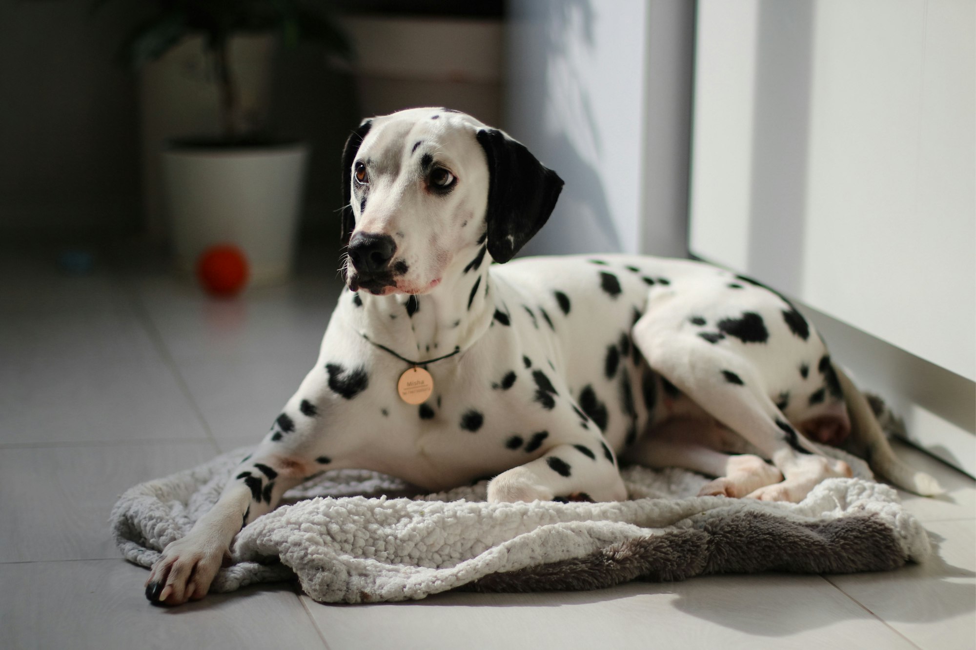 Are Dalmatian Dogs Smart