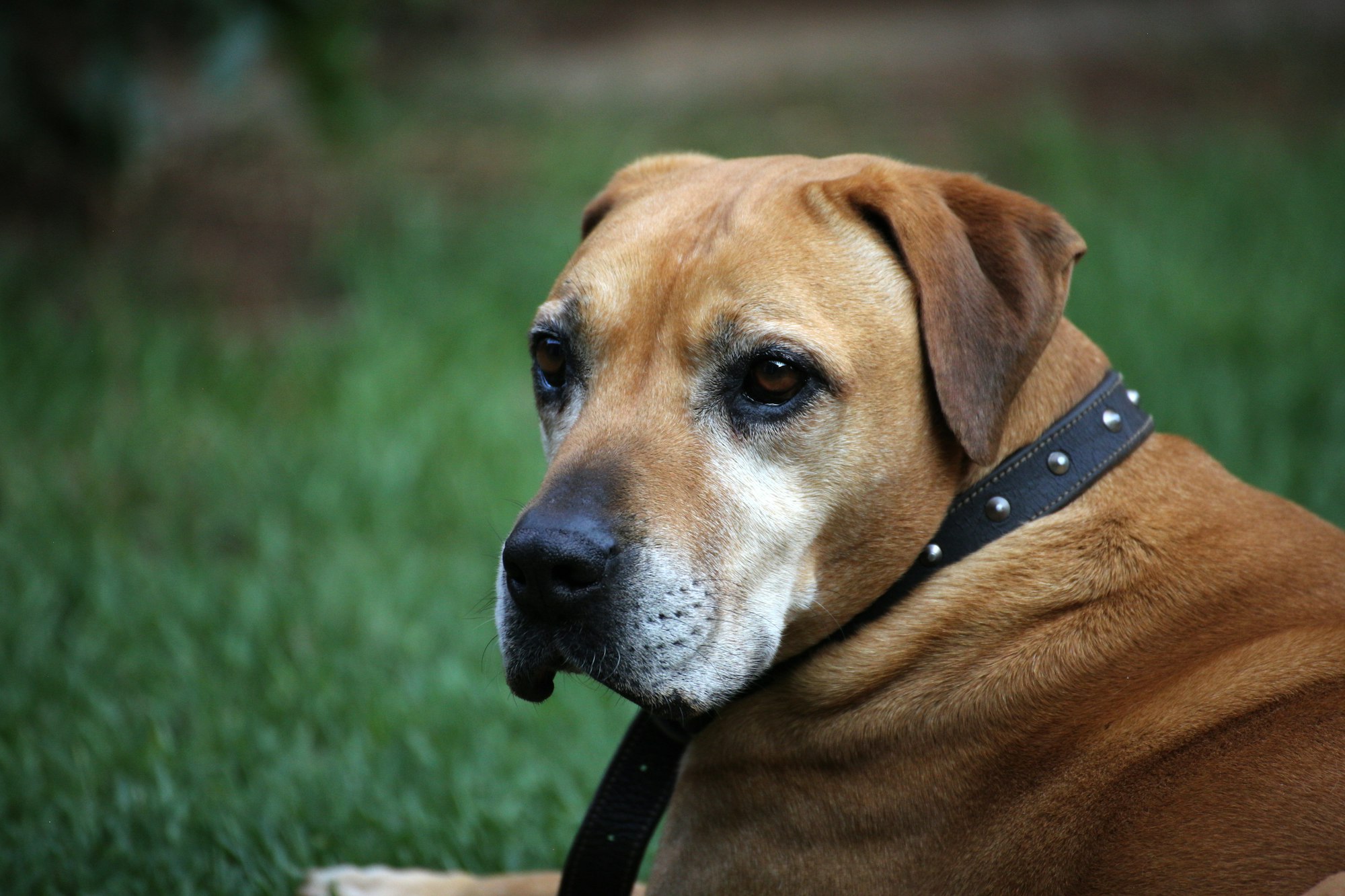Calm Your Dog Down After Exercise