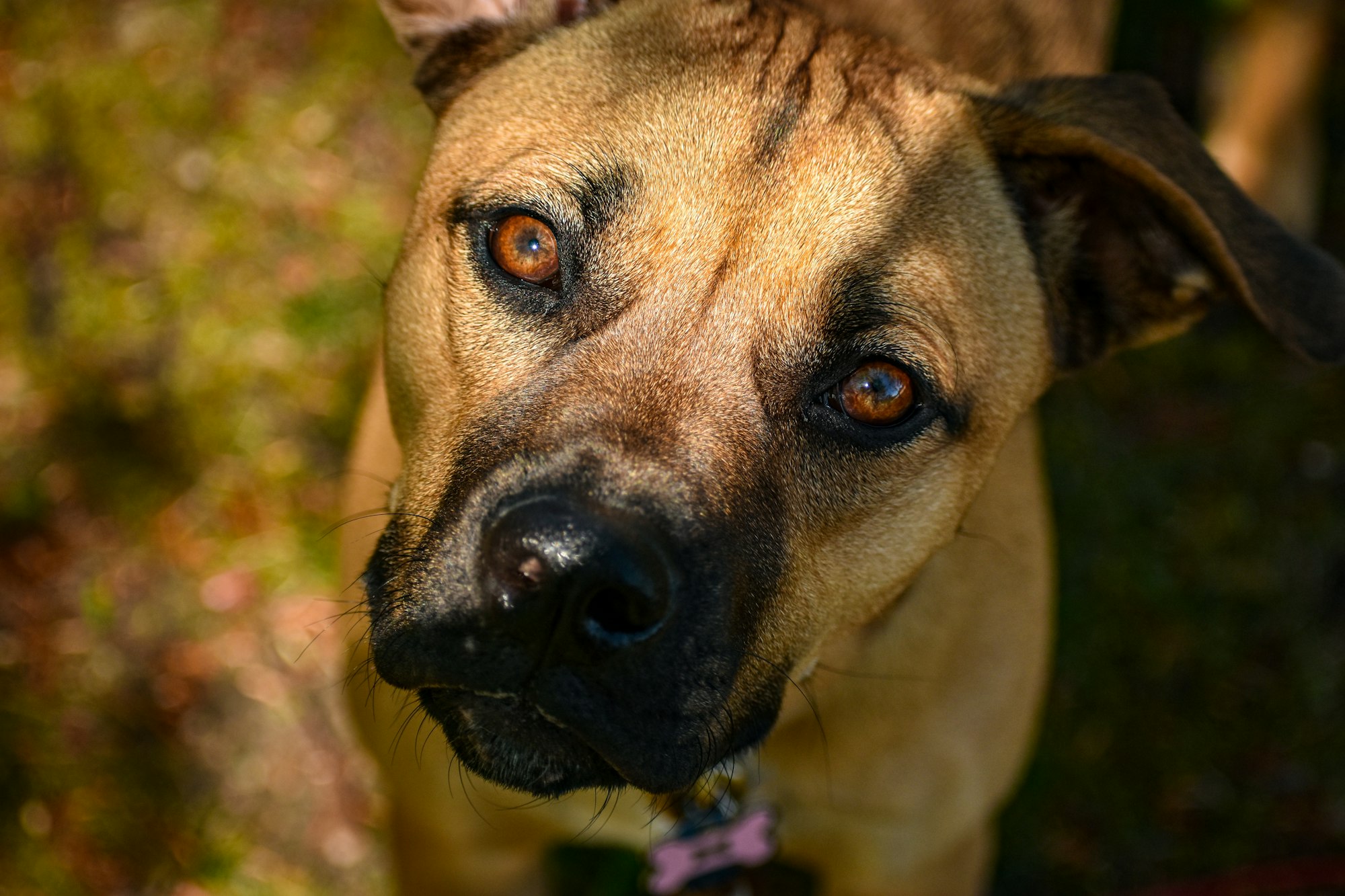 Meet the Boxsky - The Incredible Boxer Husky Mix