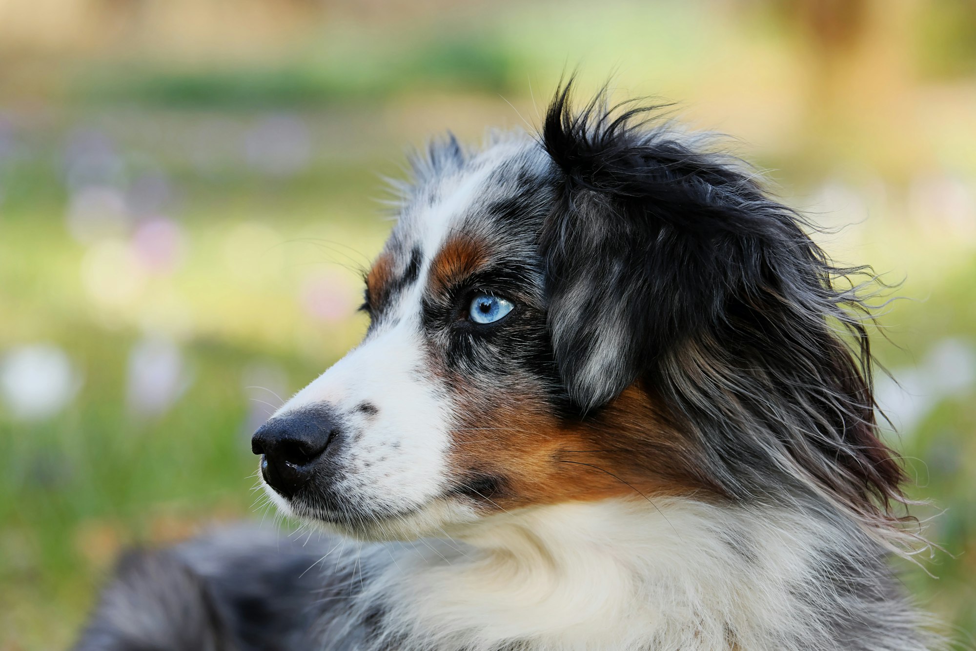 Best Tri-Colored Dog Breeds