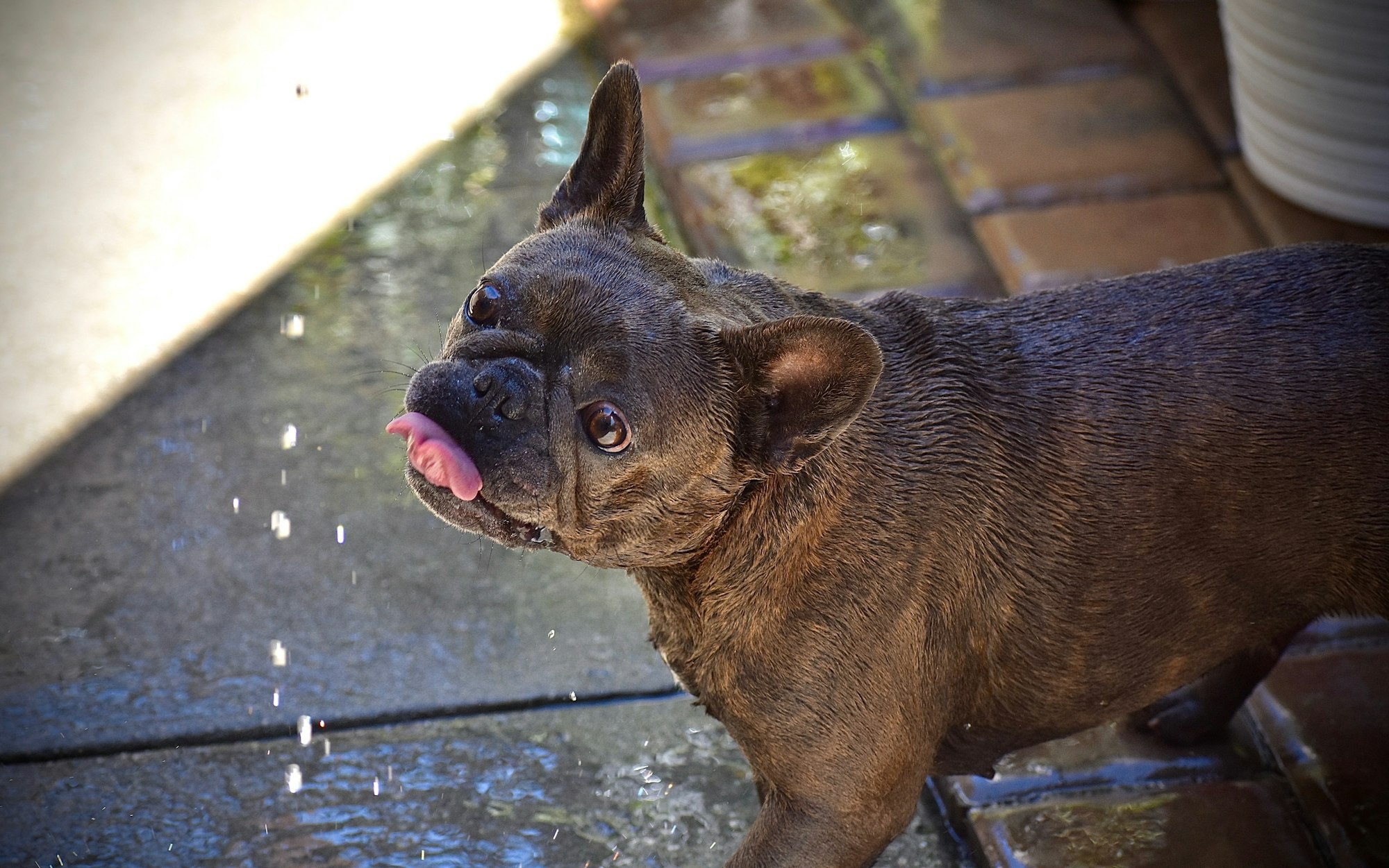 How to Slow Down Dog Drinking Water