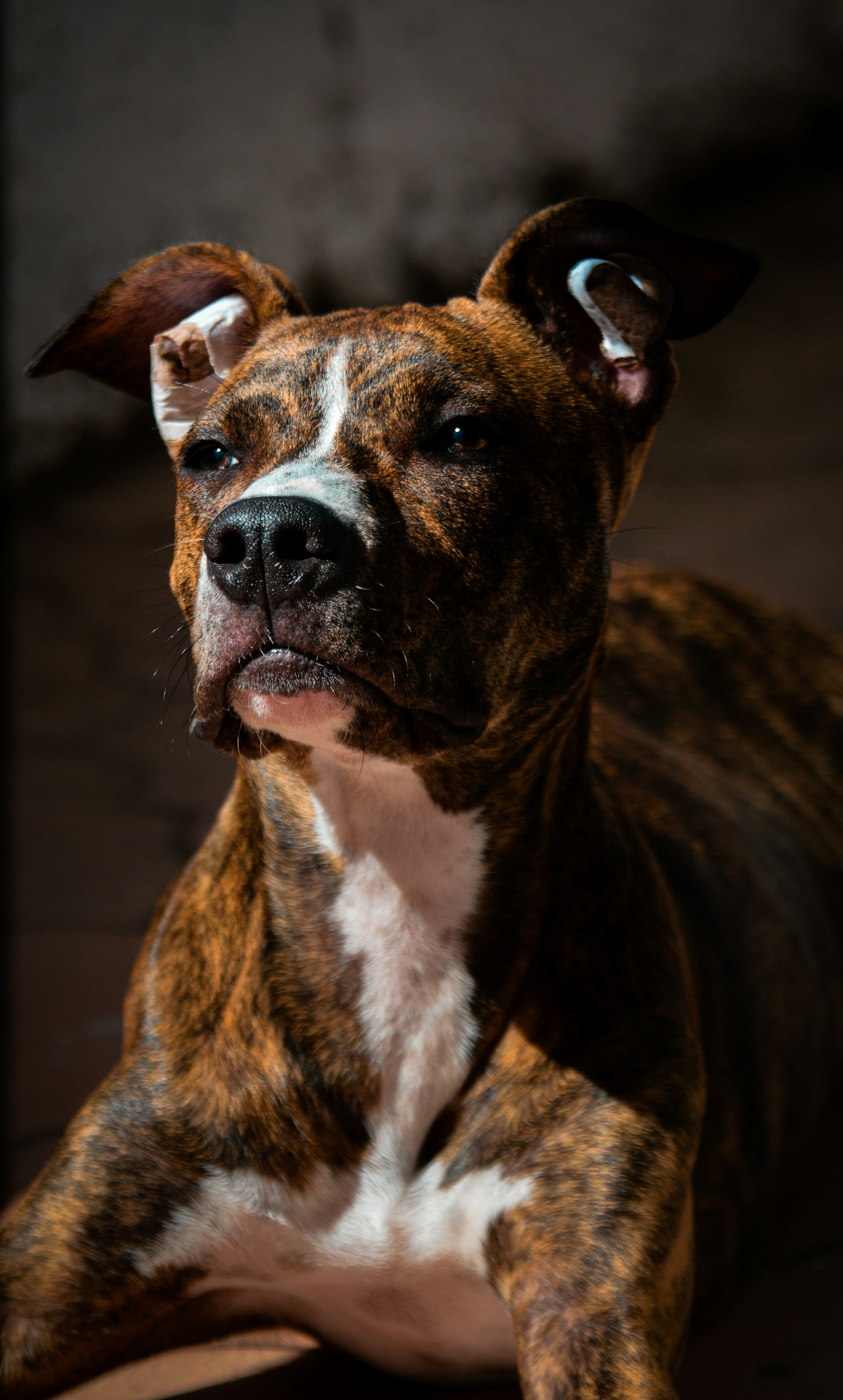 brindle pitbull