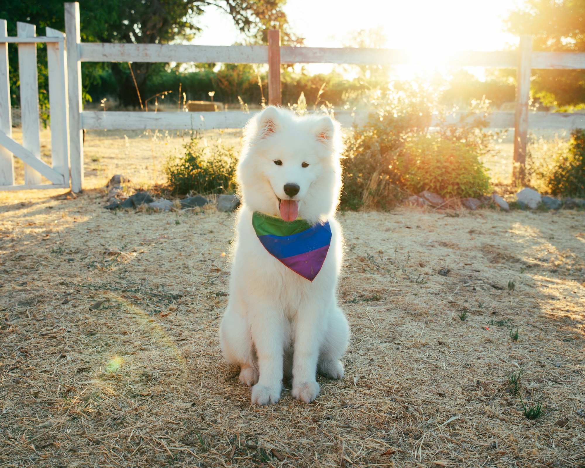 Big Fluffy Dogs