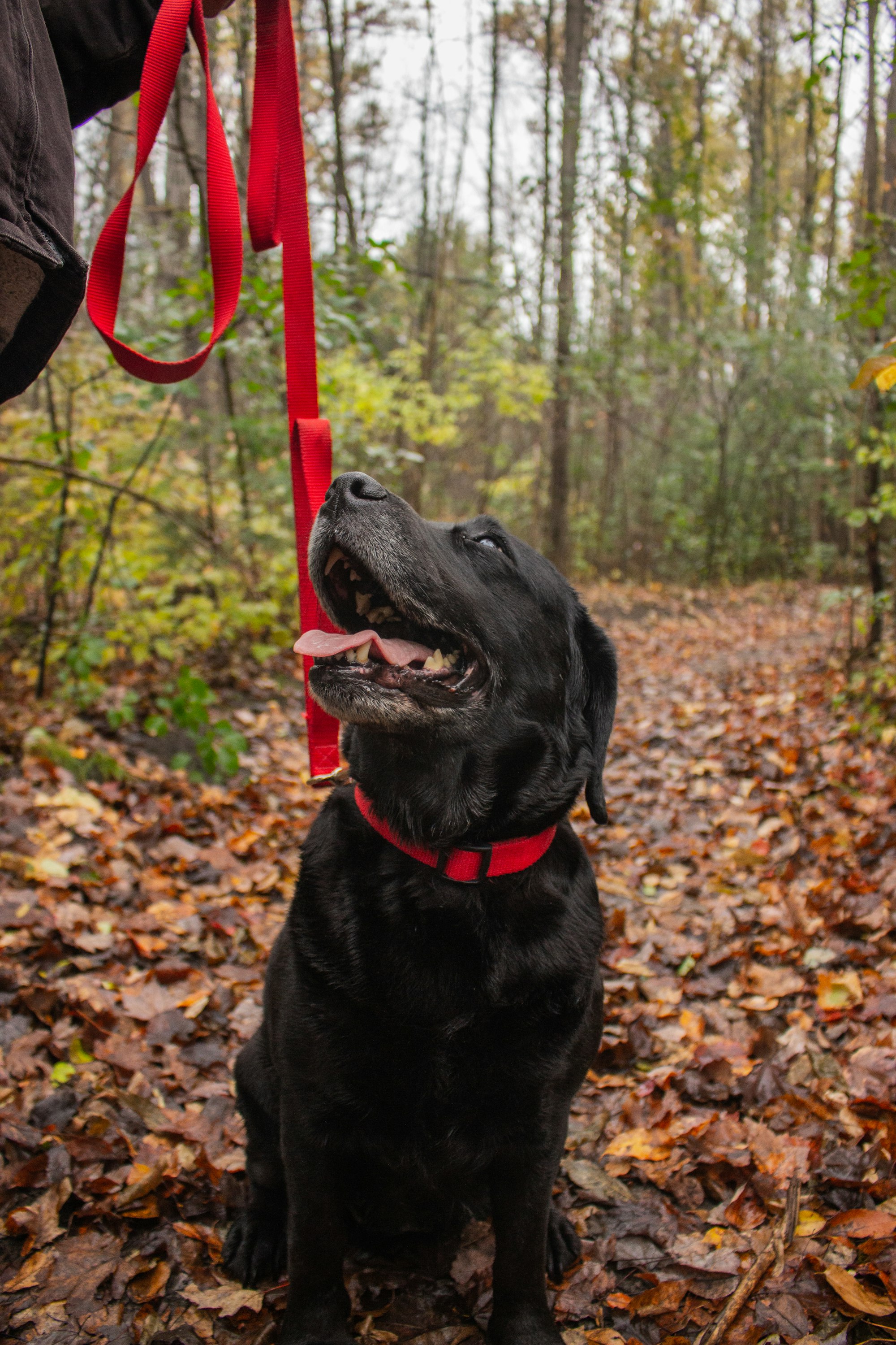Can I Walk My Dog 30 Minutes After Eating