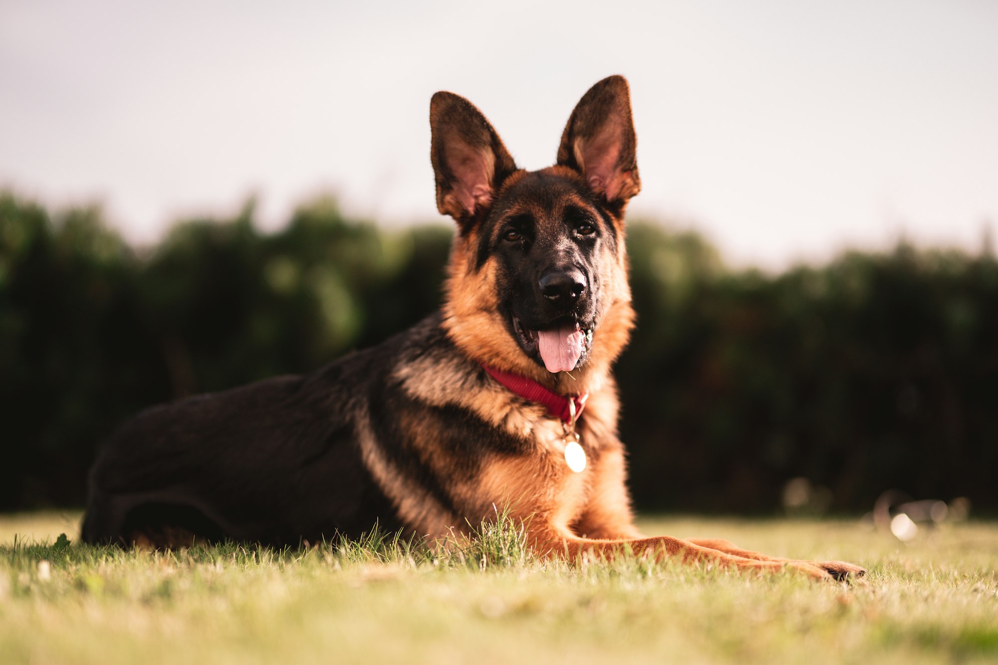 dogs with pointy ears