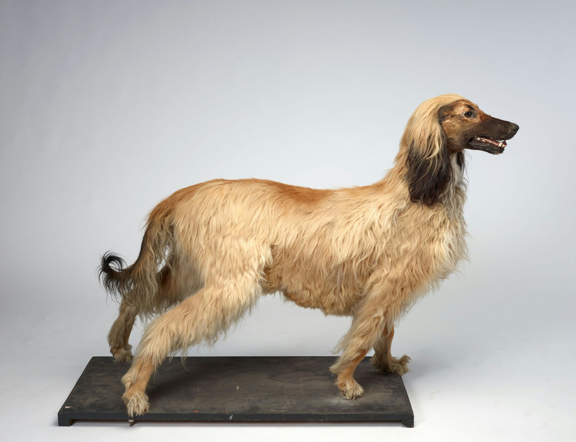 elegant dog breeds