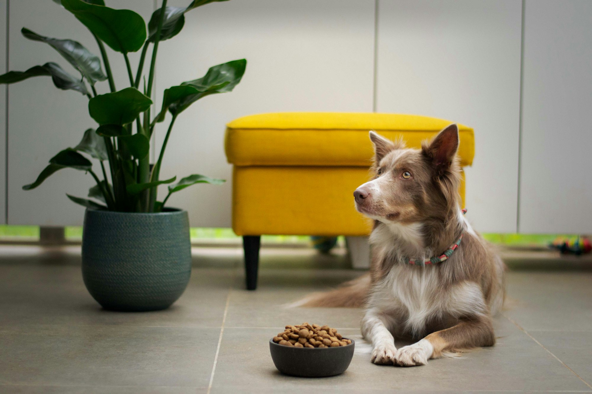 why do dogs put food on the floor from the bowl