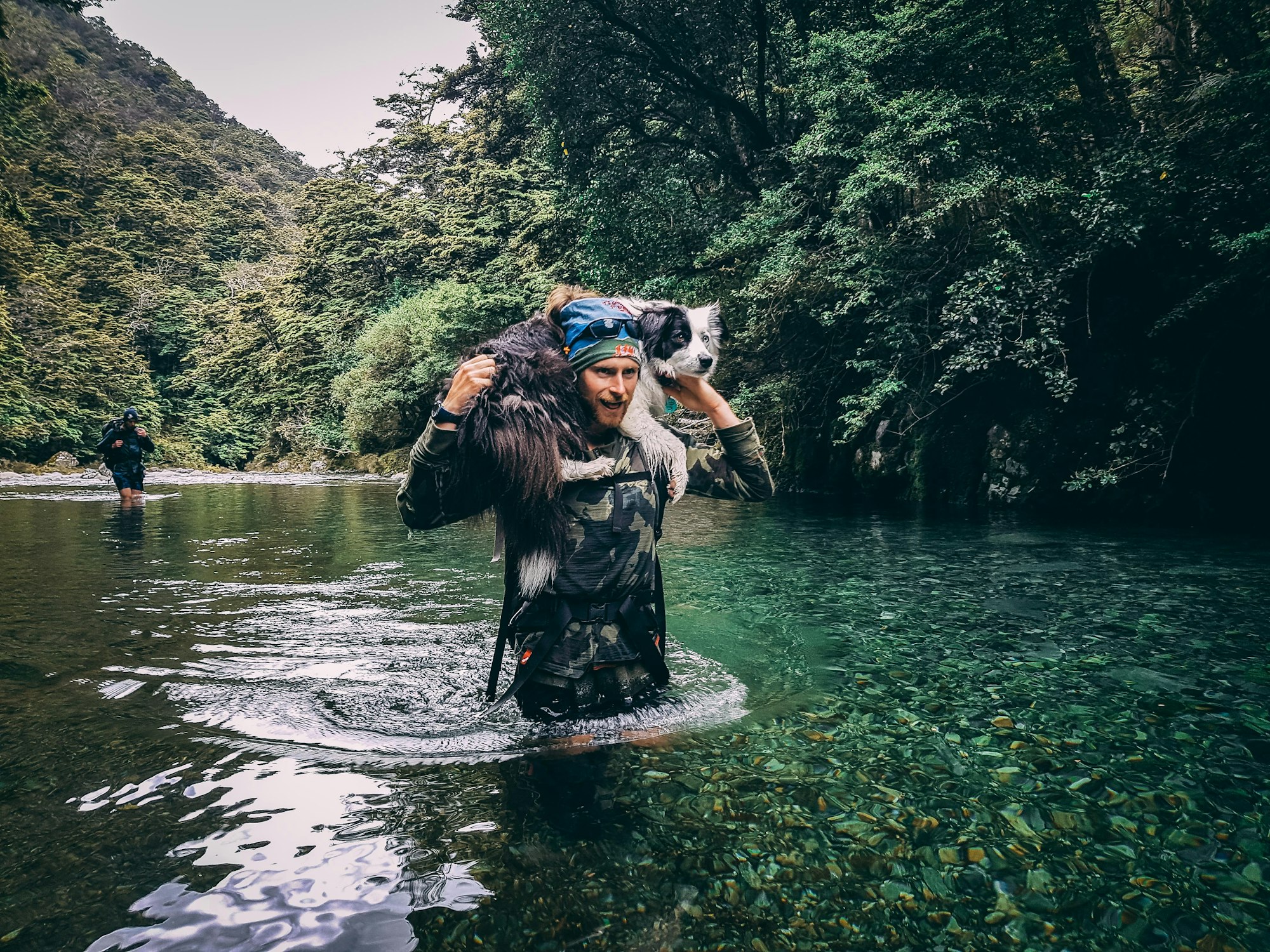 Can Border Collies Swim?