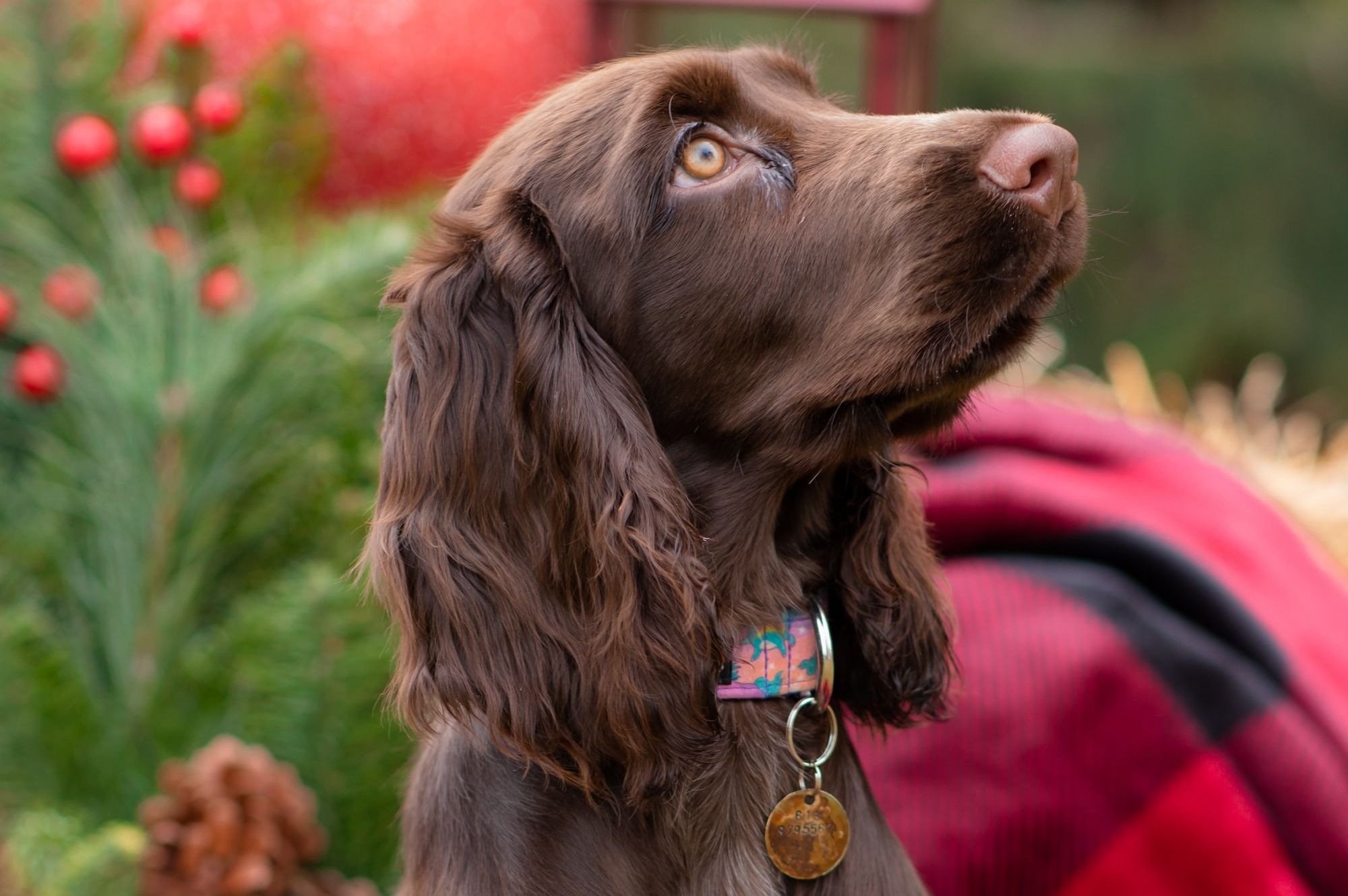 Field Spaniel
