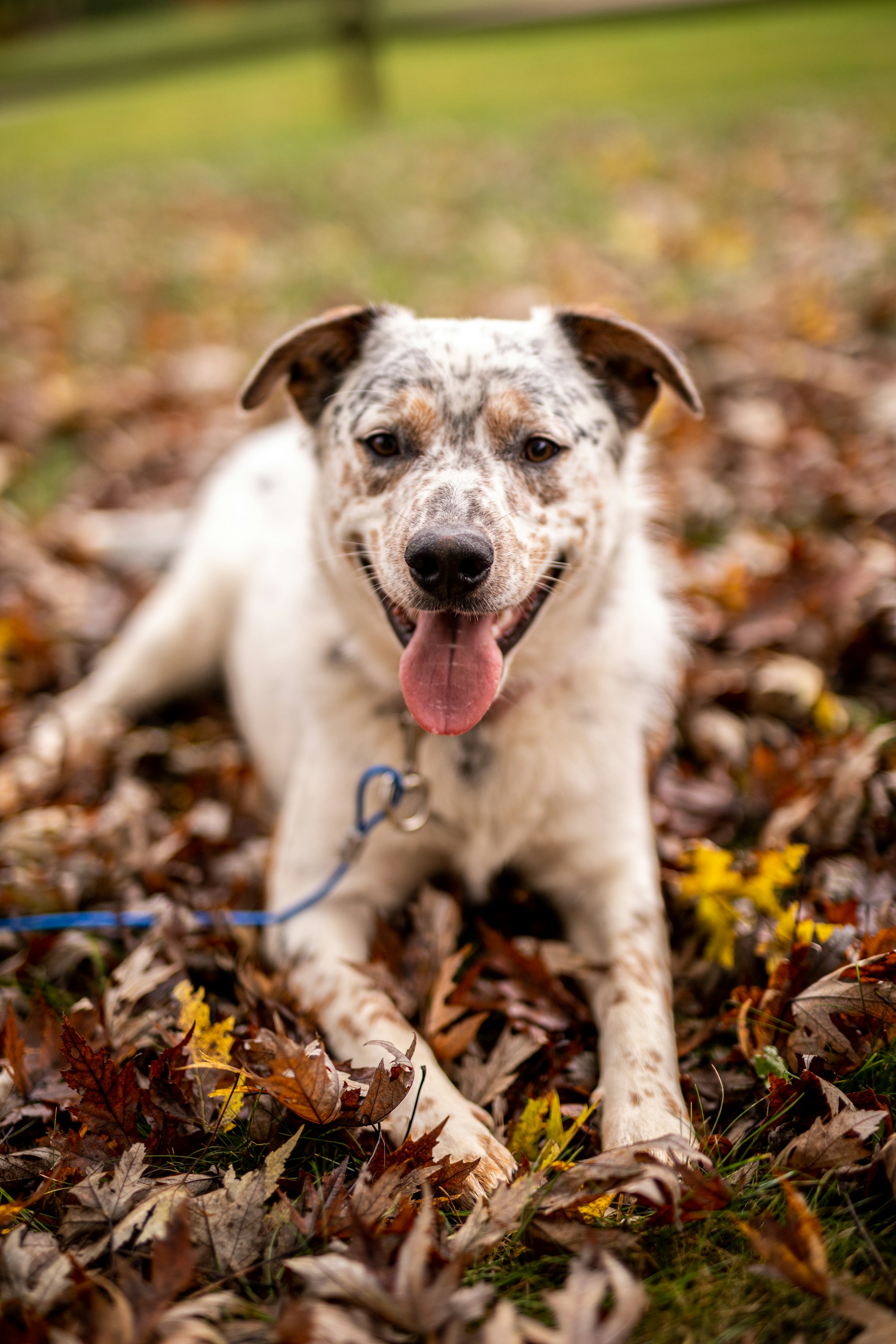 Texas Heeler