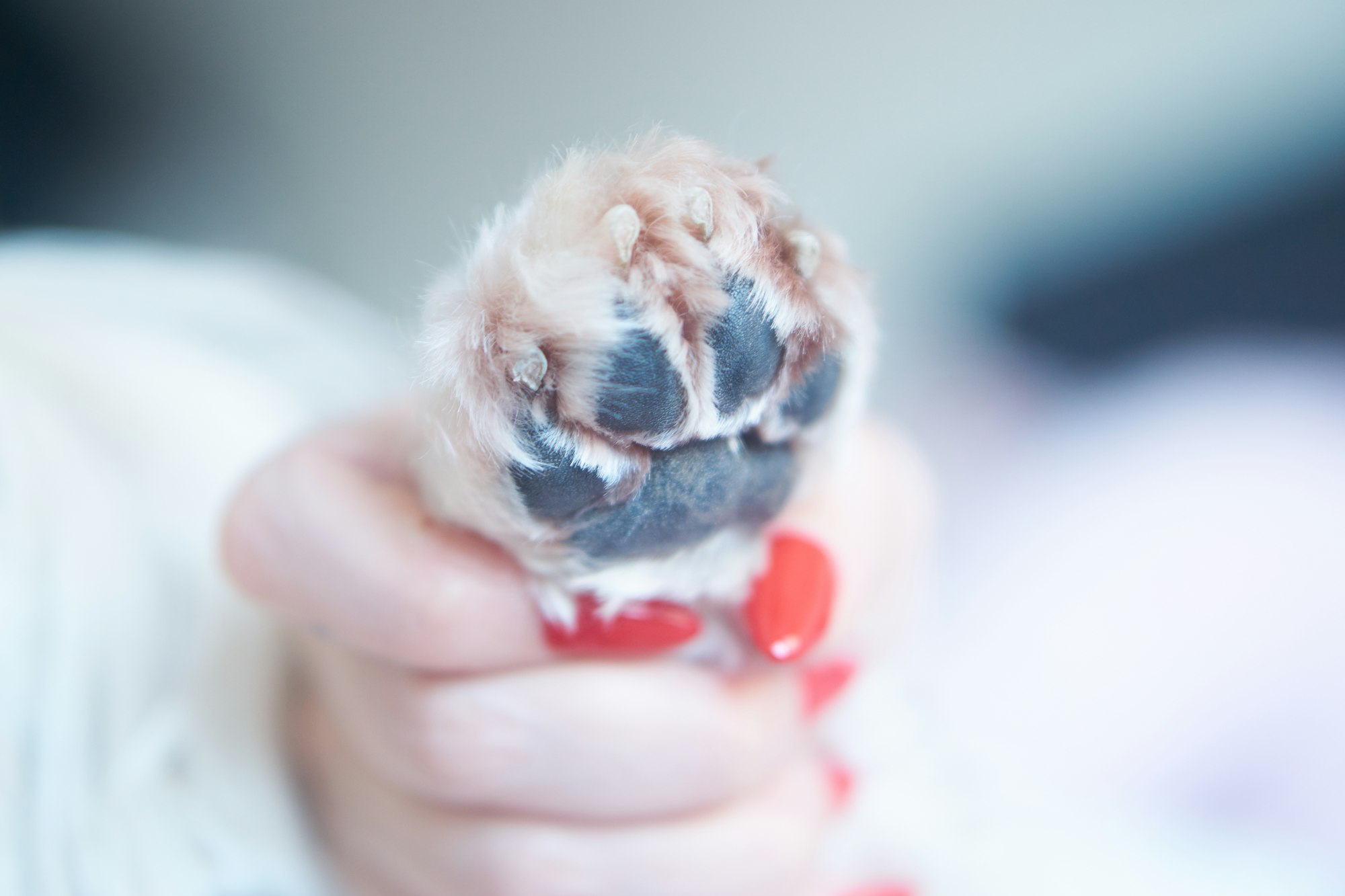 cut dogs nail too short