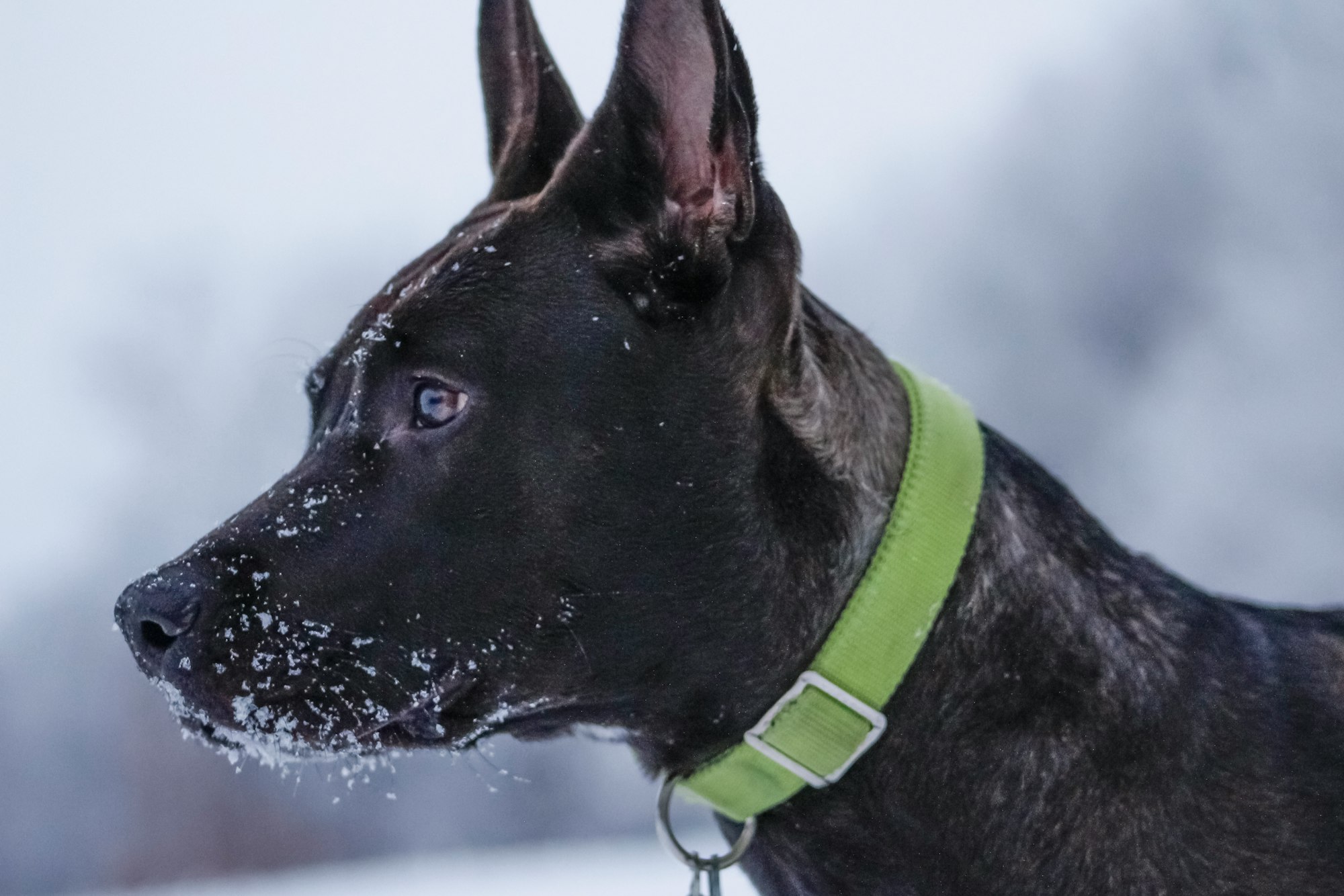 German Shepherd Pitbull Mix Breed