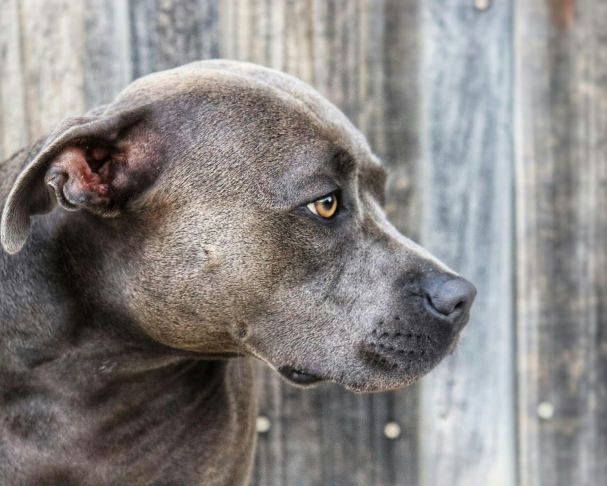Are Pitbulls Good with Kids? Unraveling Myths and Tips for Family Safety