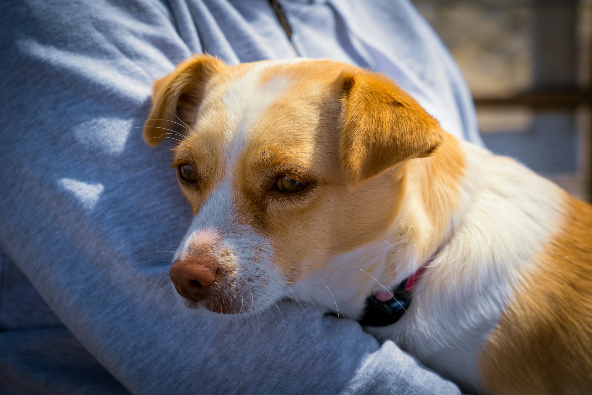 Chihuahua Terrier Mix
