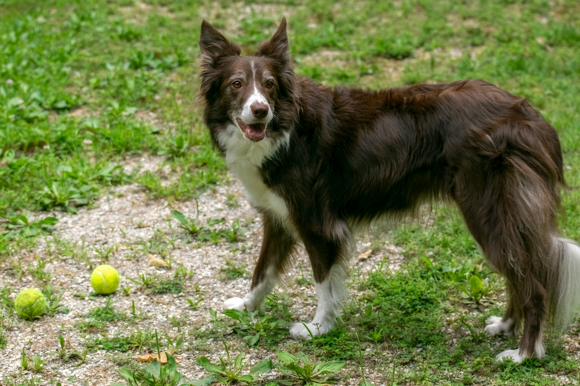 Are Border Collies Smart?