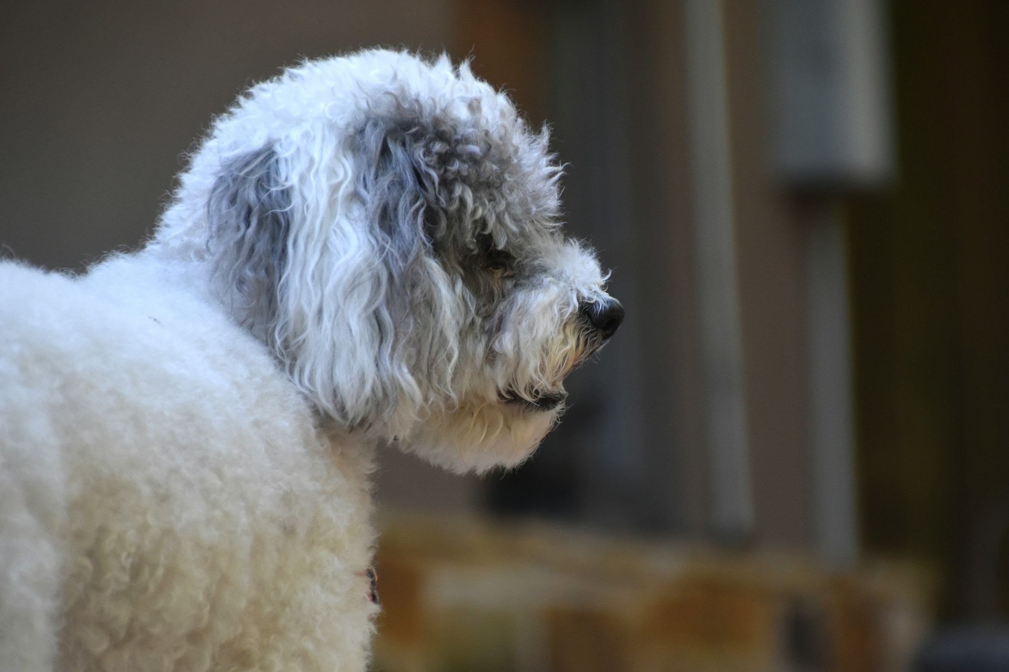 Poodle Husky Mix