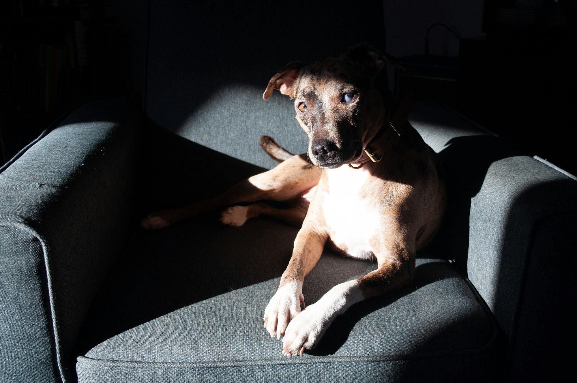 Are Catahoula Leopard Dogs Good with Cats?