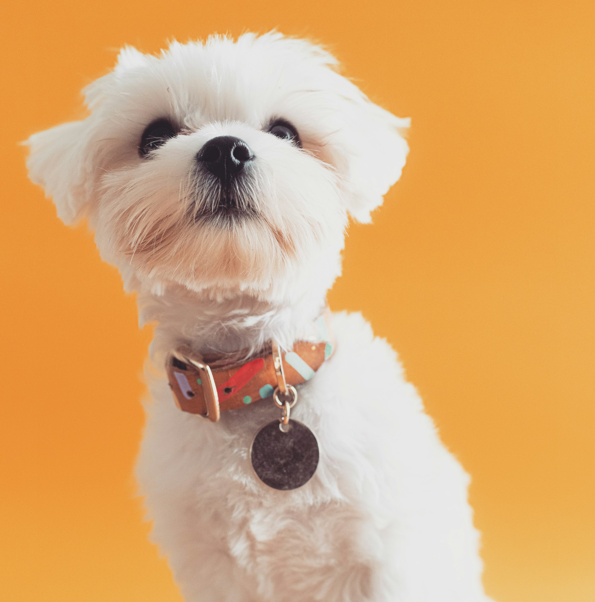Meet the Morkie Poo: The Best Companion for City Living