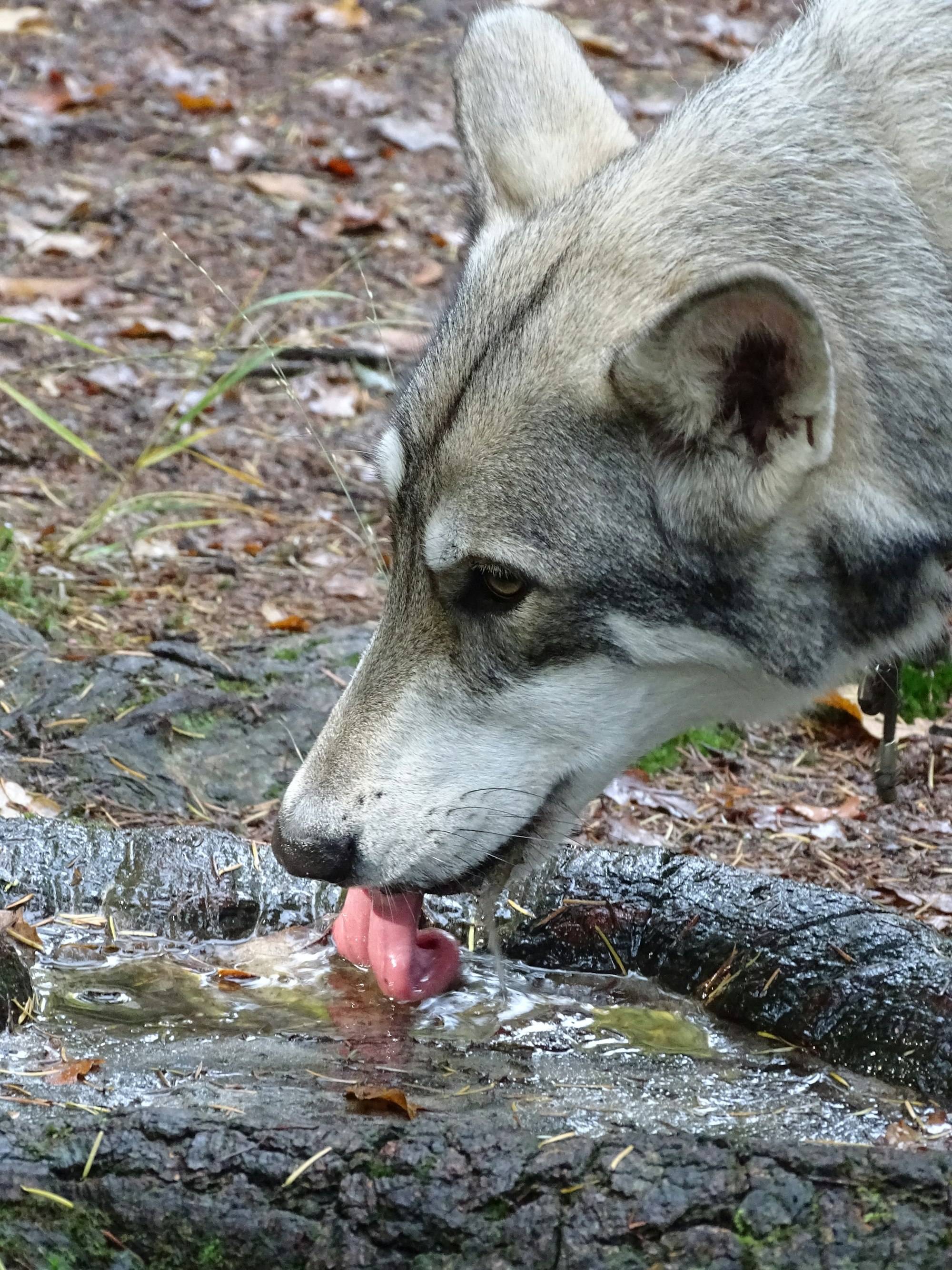 dog throws up after drinking water