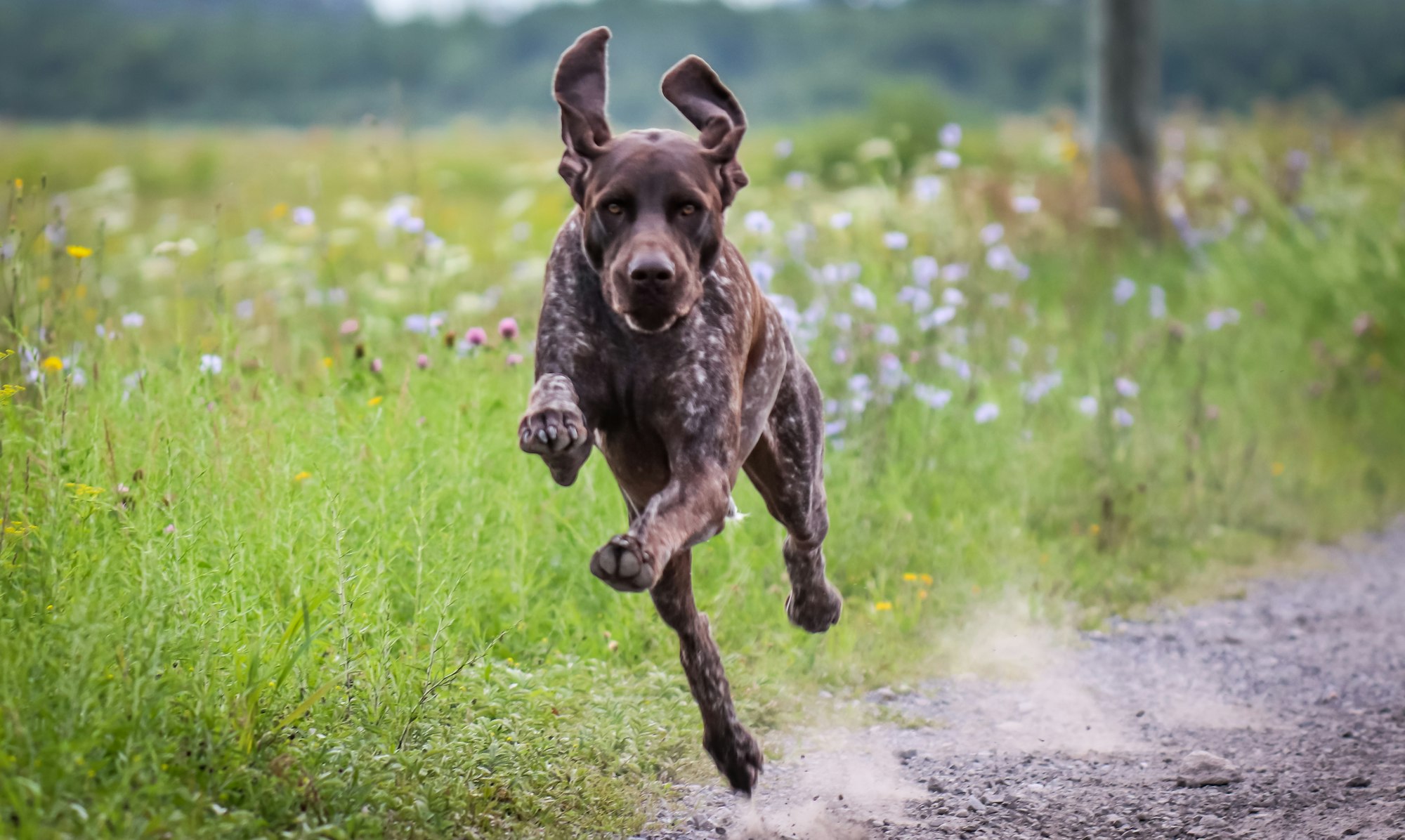 German Shorthaired
