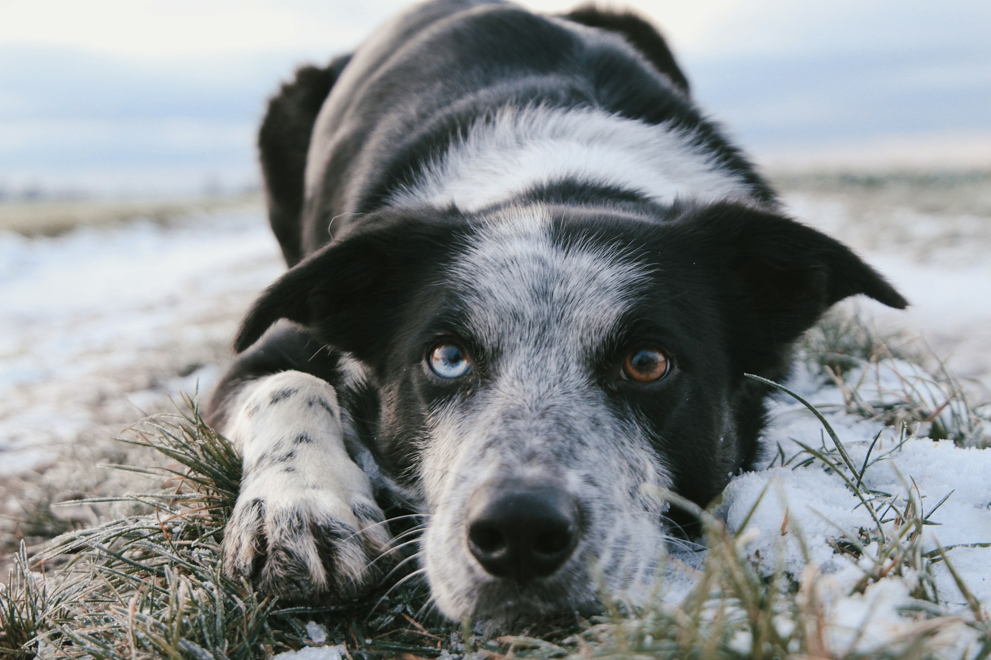 Pointer Border Collie Mix