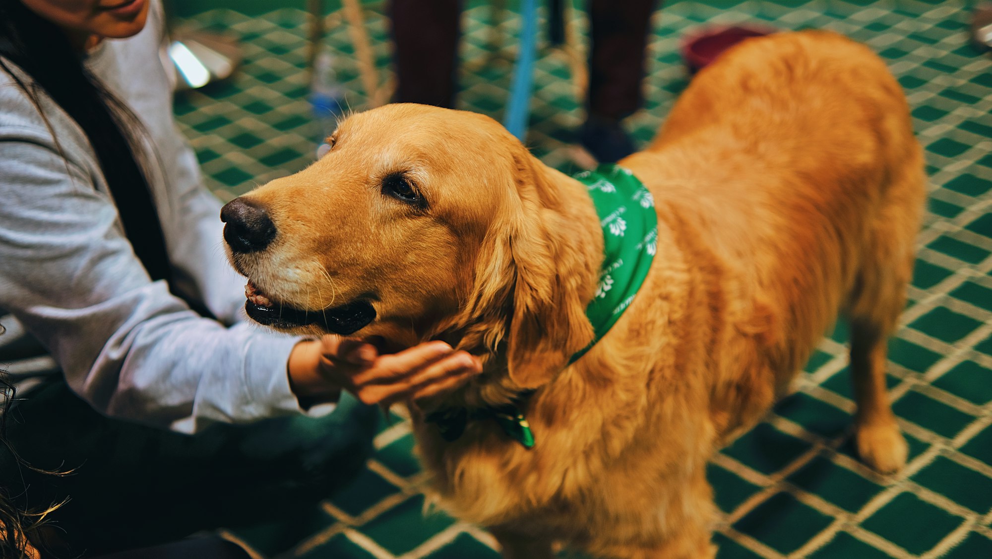 emotional support animal