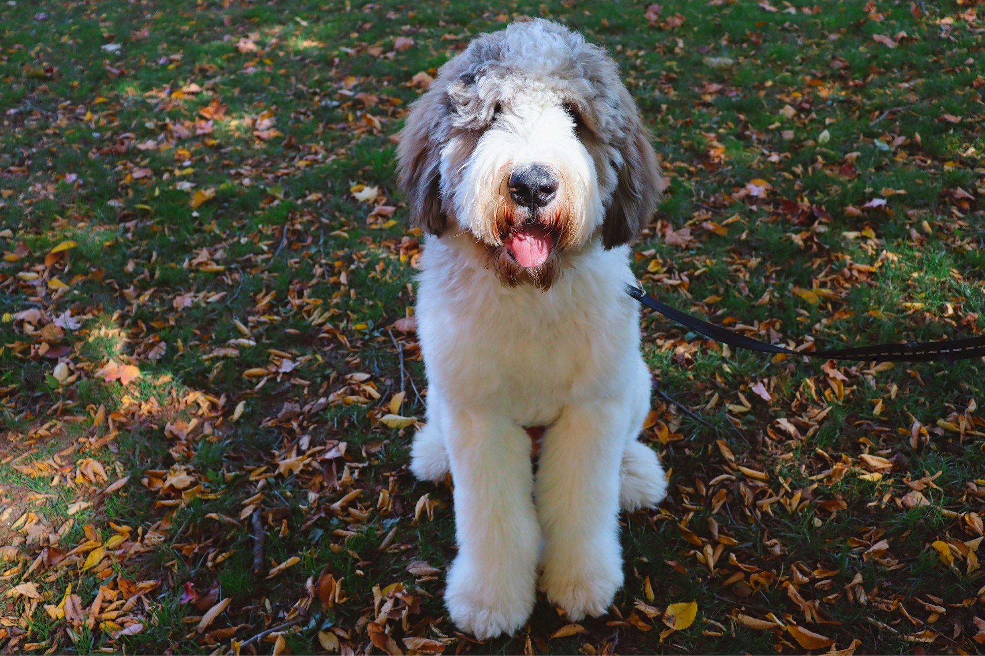 Saint Berdoodle