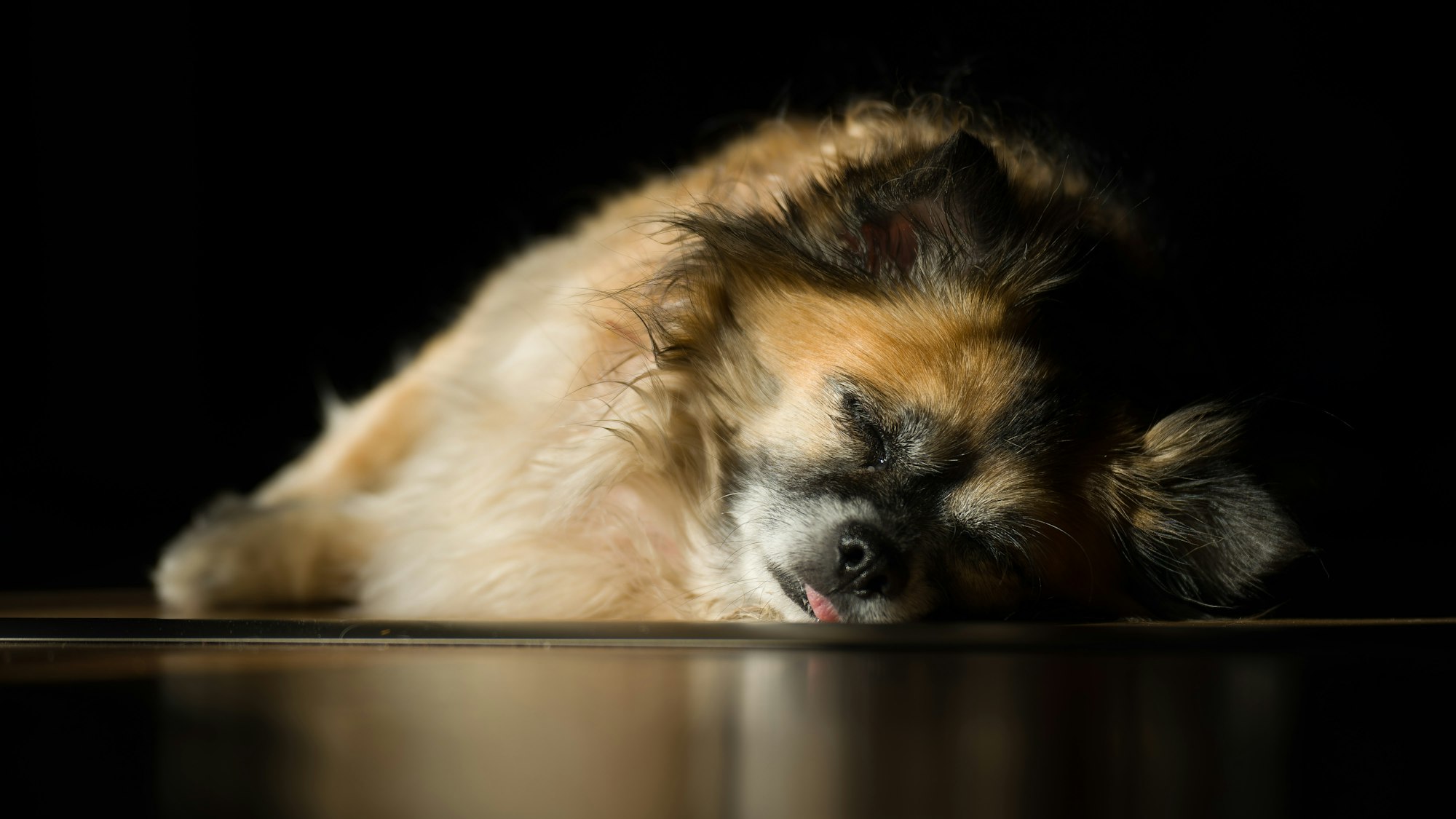 german shepherd chihuahua mix https://blog.tryfi.com/