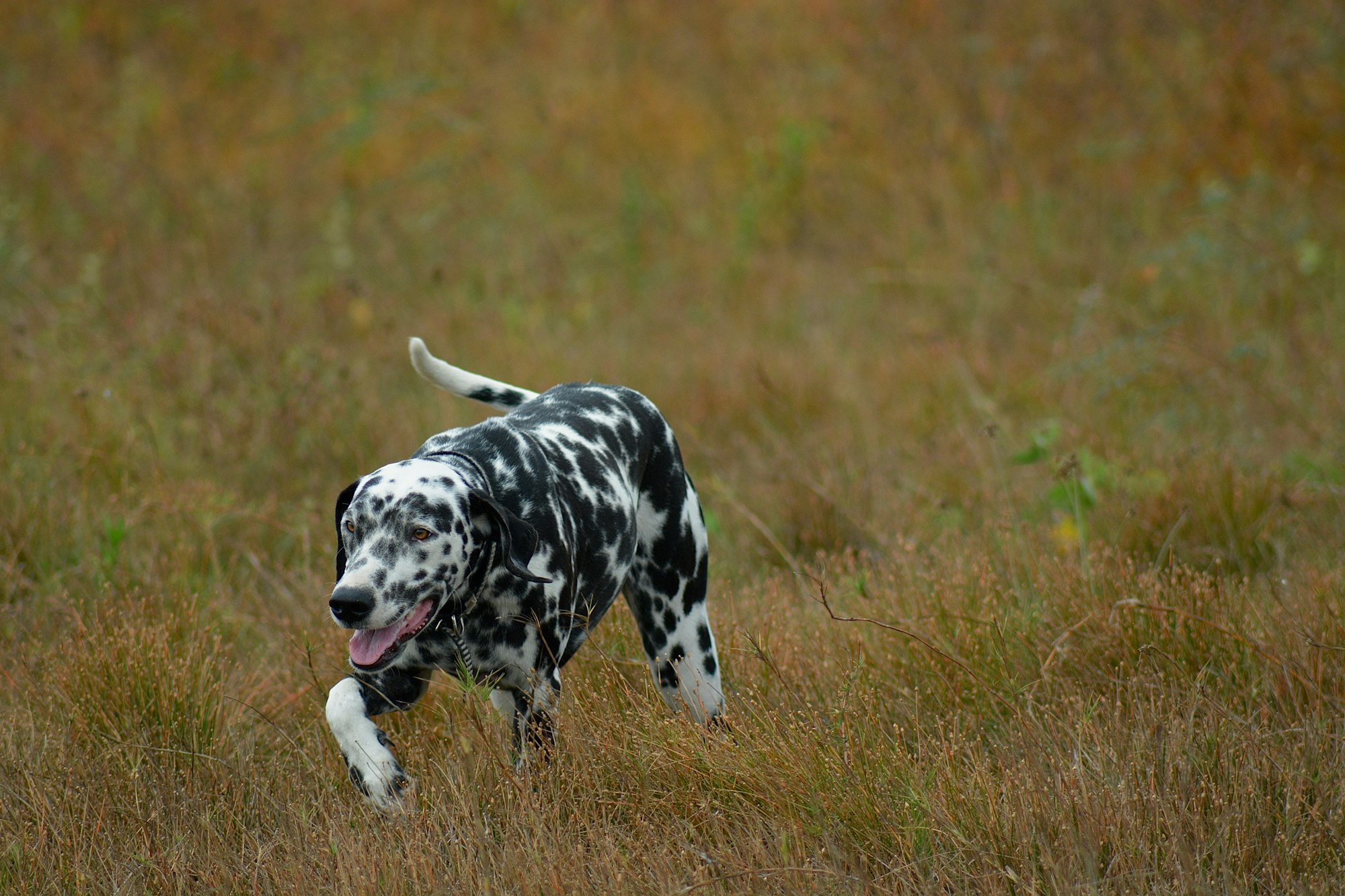 are dalmatian puppies born with spots