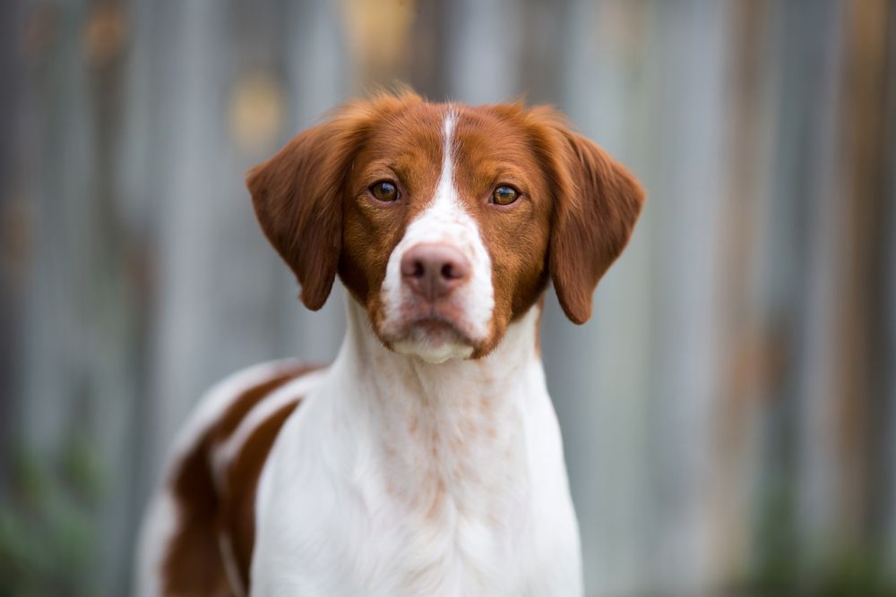 Brittany Spaniels