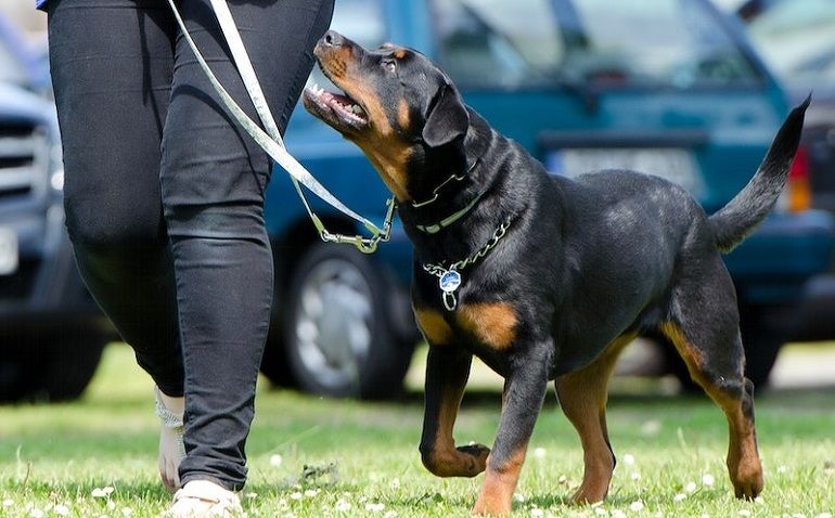 how to take off dog collar