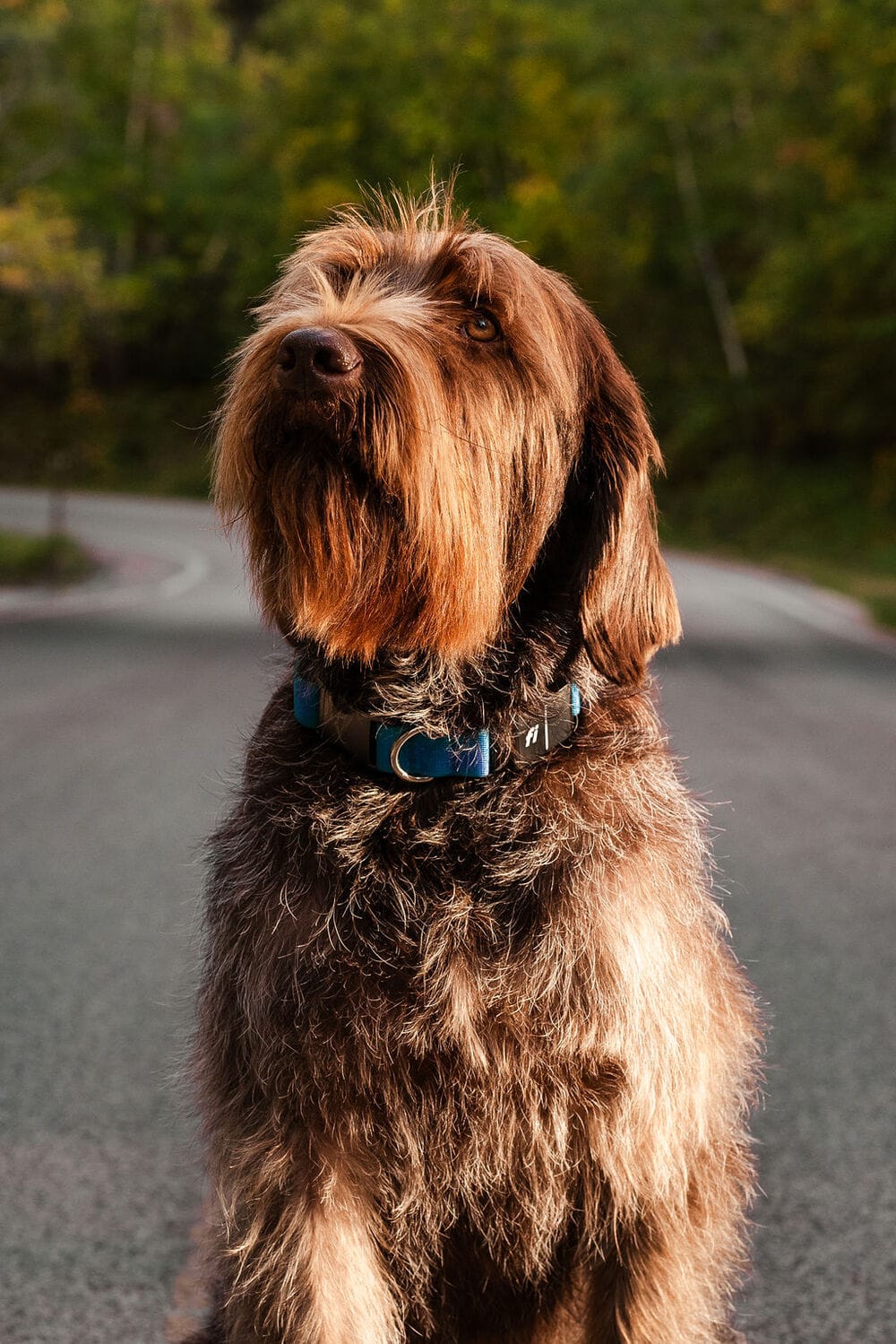 Wirehaired Pointing Griffon