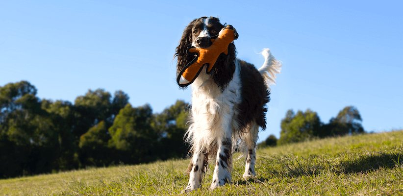 English Springer Spaniels