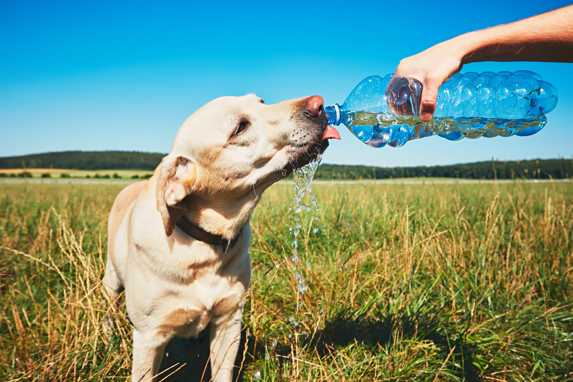 How Long Can a Dog Go Without Drinking Water?