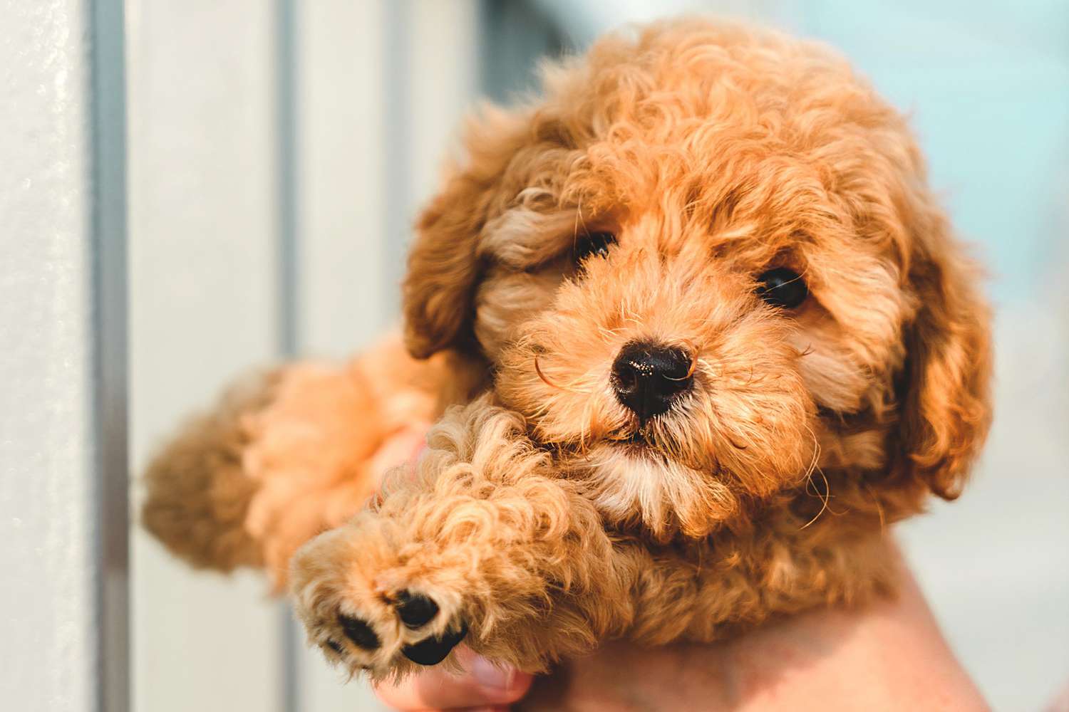 Toy Poodles